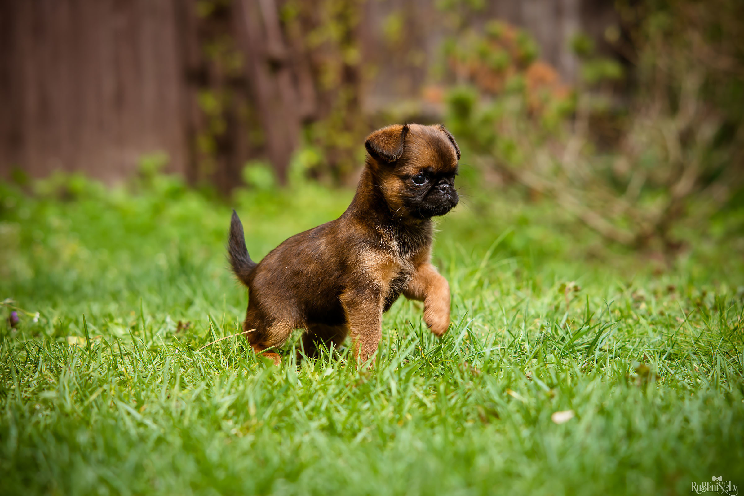 Анна и Марта / Корги и Гриффоны. Фотограф Ромуальд Рубенис и Артемий Сташанс