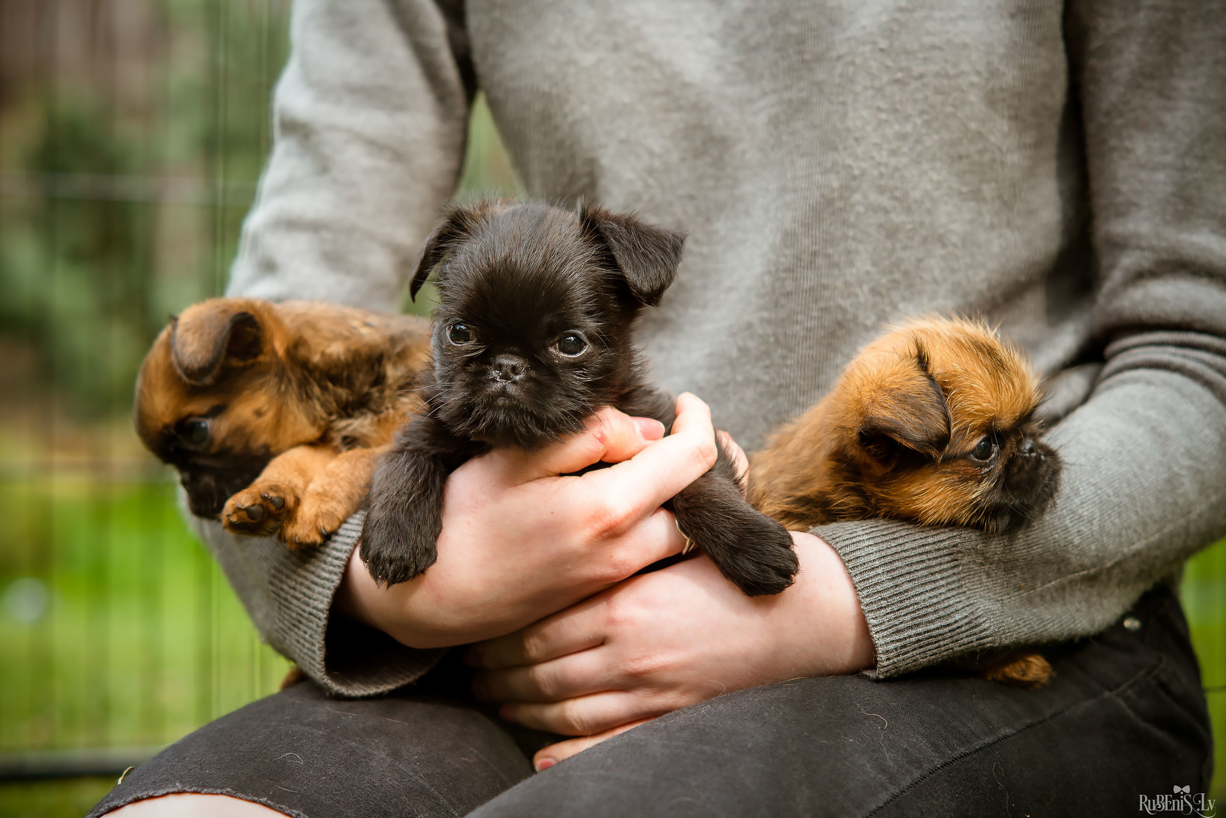 Анна и Марта / Корги и Гриффоны. Фотограф Ромуальд Рубенис и Артемий Сташанс