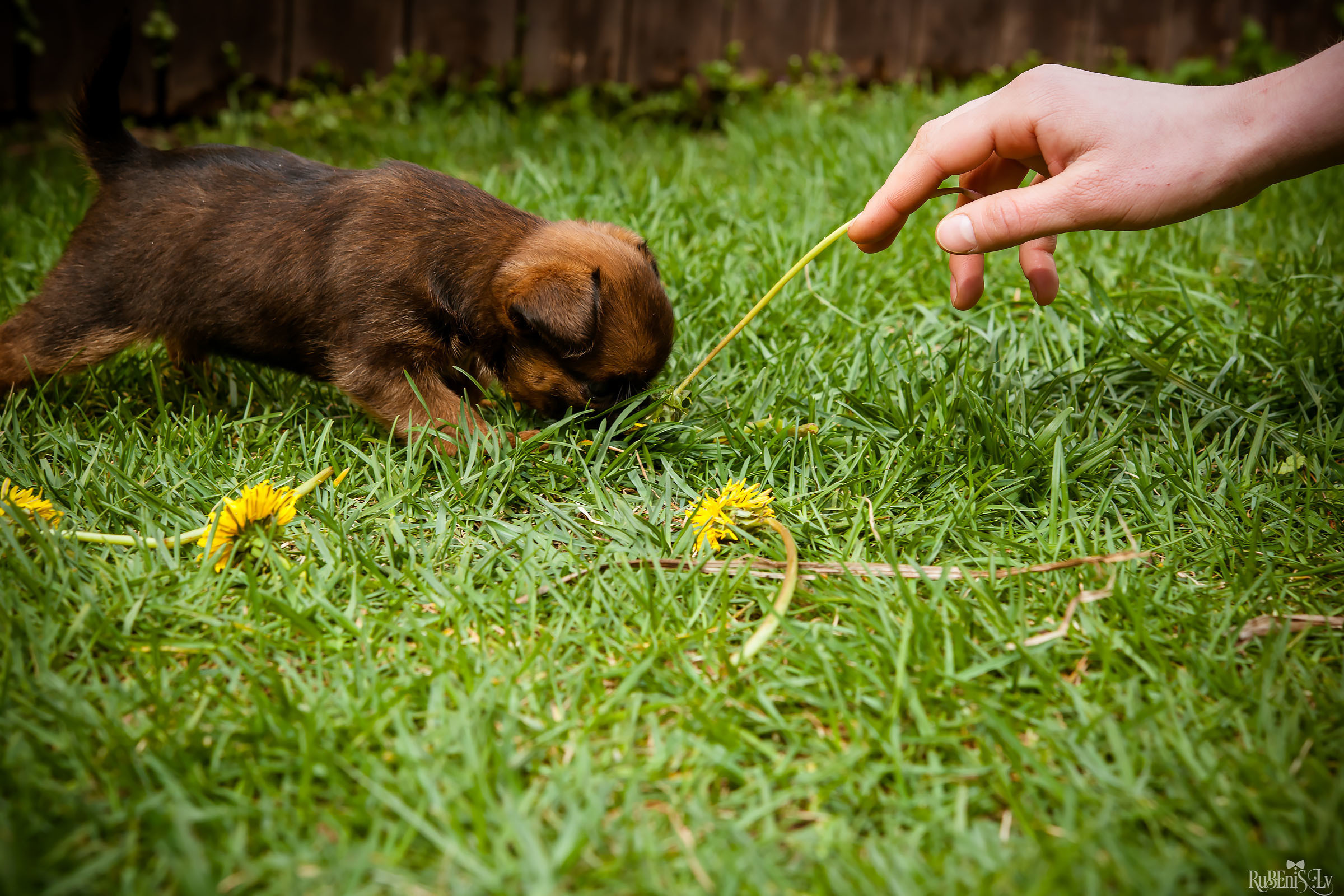 Анна и Марта / Корги и Гриффоны. Фотограф Ромуальд Рубенис и Артемий Сташанс