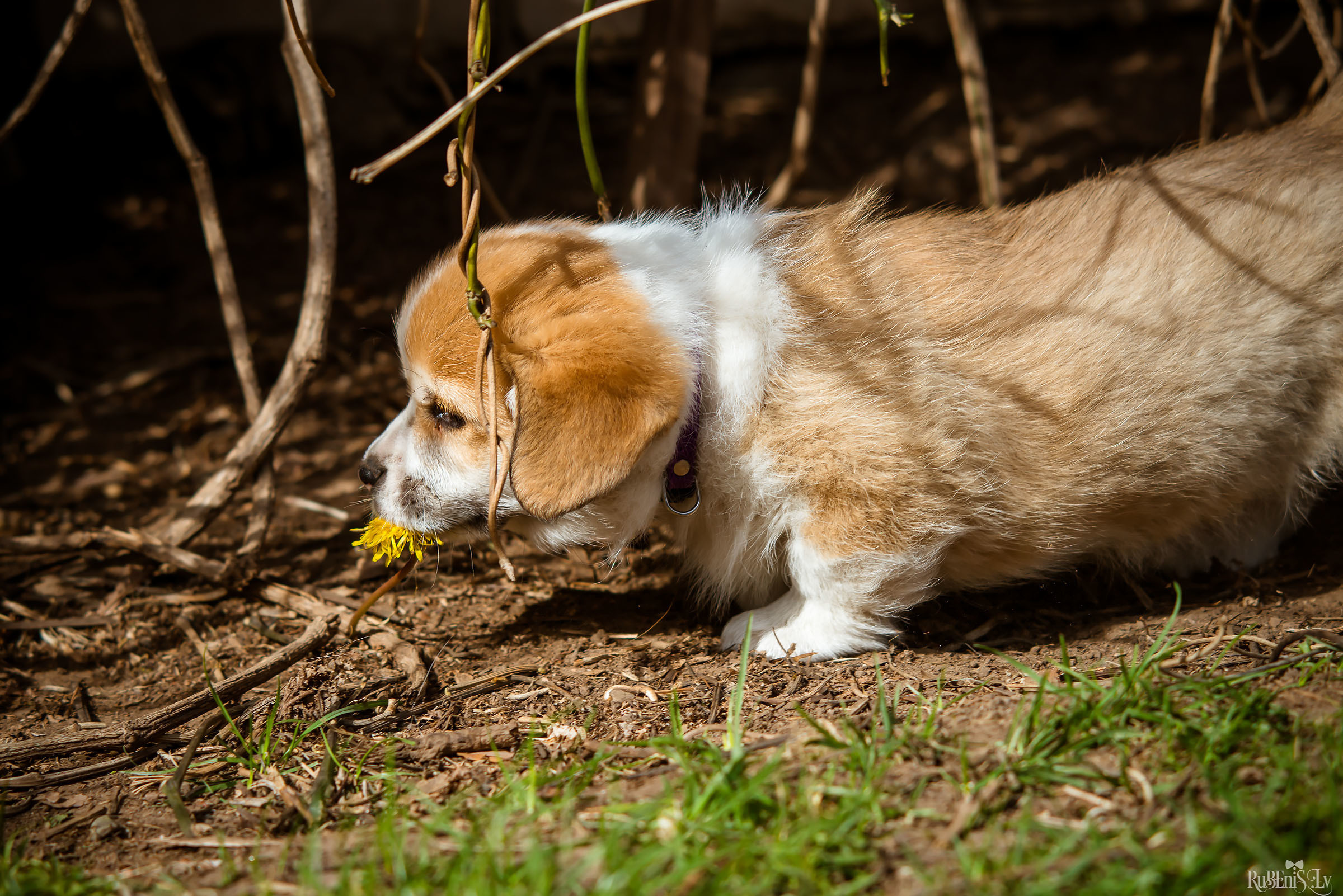 Анна и Марта / Корги и Гриффоны. Фотограф Ромуальд Рубенис и Артемий Сташанс