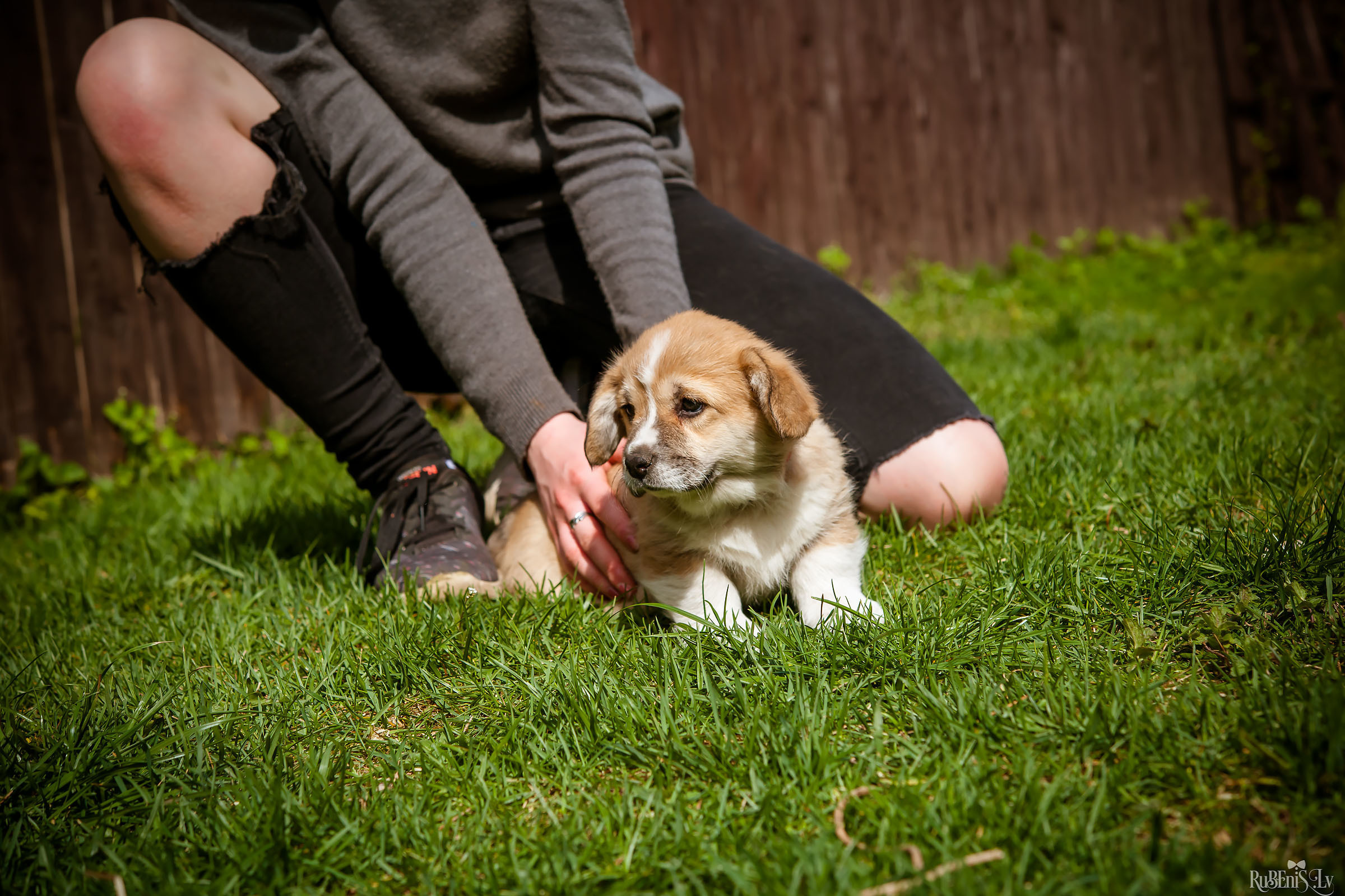 Анна и Марта / Корги и Гриффоны. Фотограф Ромуальд Рубенис и Артемий Сташанс