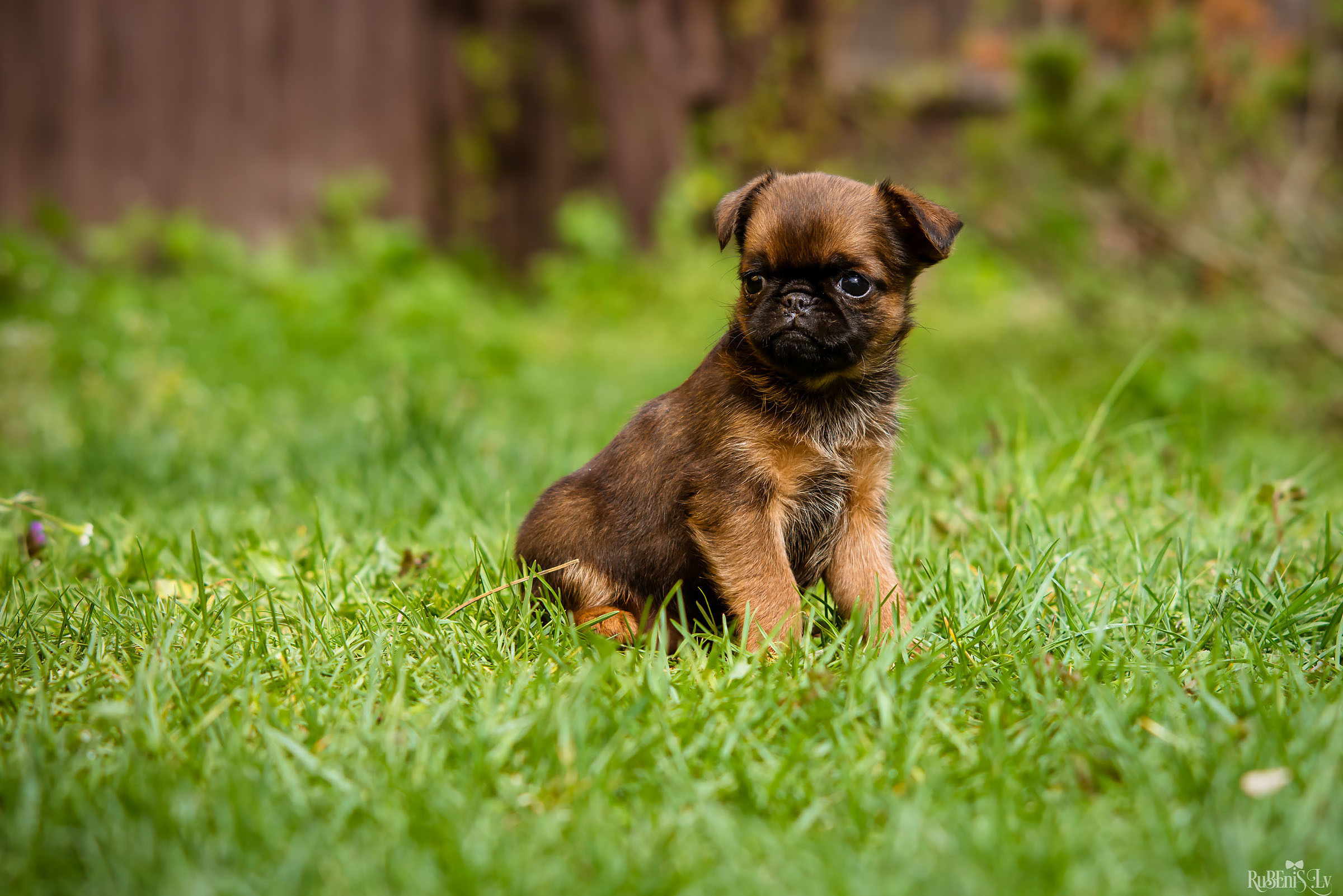 Анна и Марта / Корги и Гриффоны. Фотограф Ромуальд Рубенис и Артемий Сташанс
