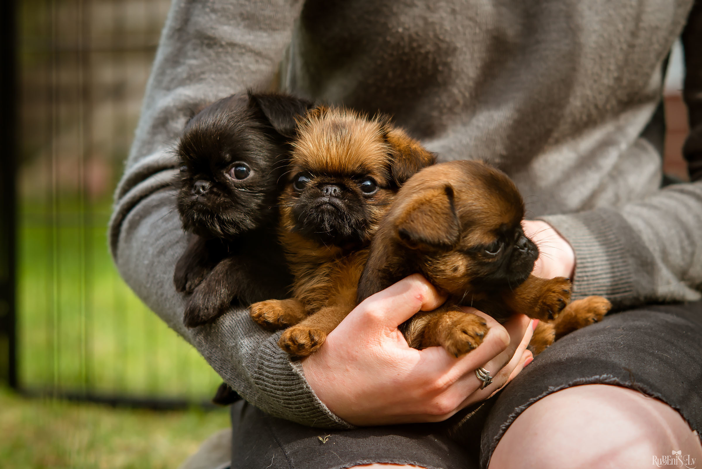 Анна и Марта / Корги и Гриффоны. Фотограф Ромуальд Рубенис и Артемий Сташанс