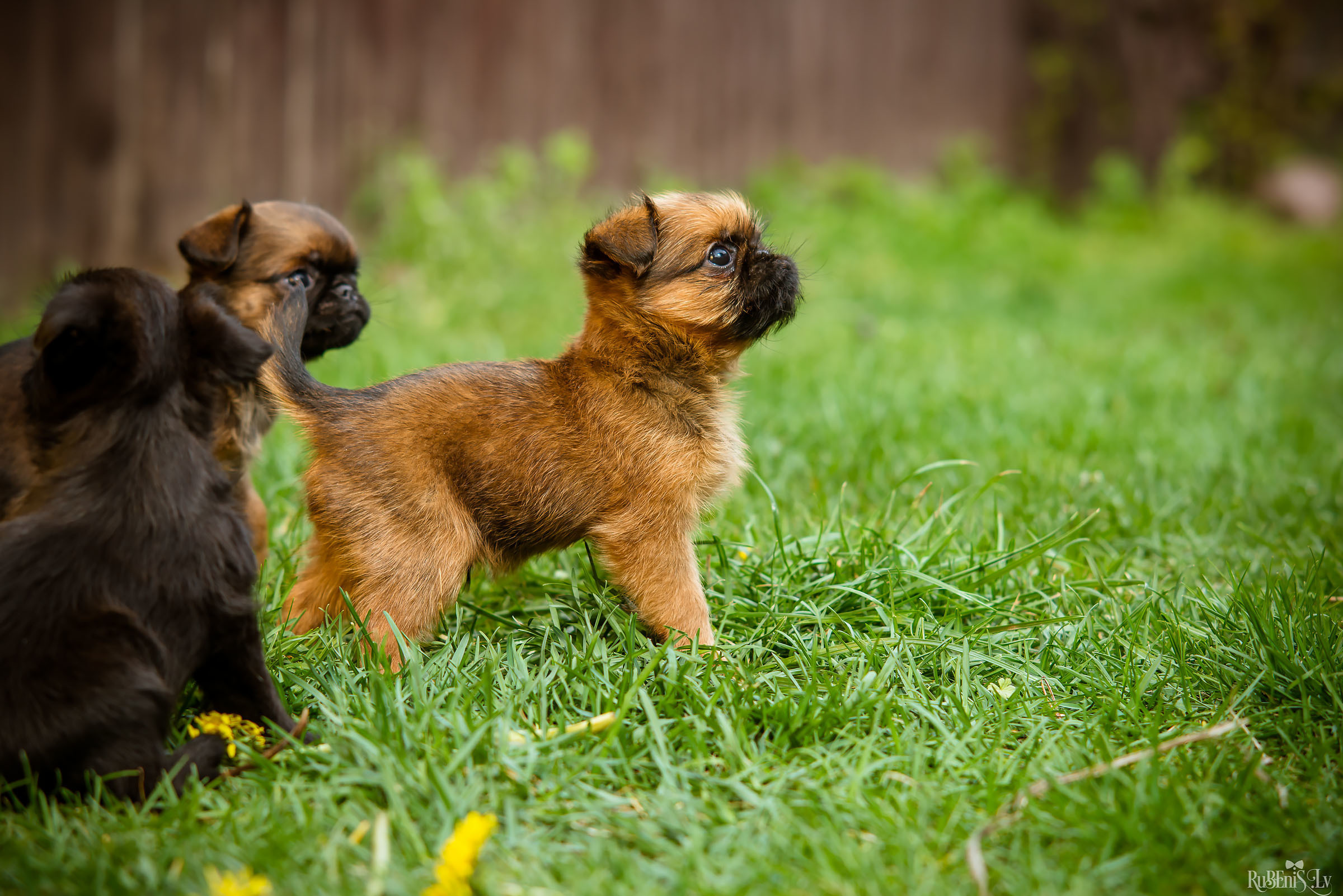 Анна и Марта / Корги и Гриффоны. Фотограф Ромуальд Рубенис и Артемий Сташанс