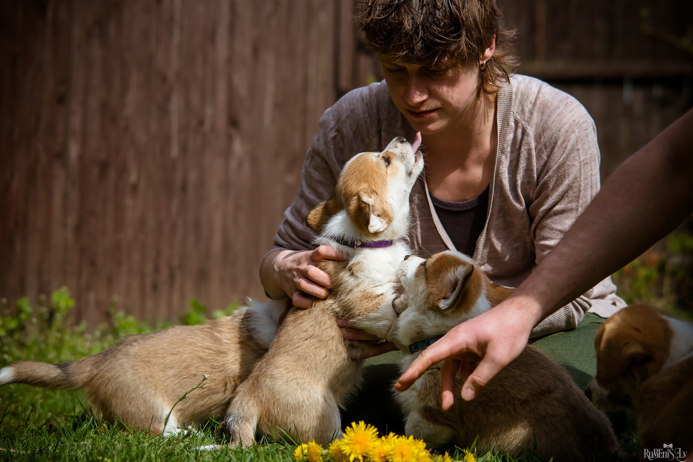 Анна и Марта / Корги и Гриффоны. Фотограф Ромуальд Рубенис и Артемий Сташанс