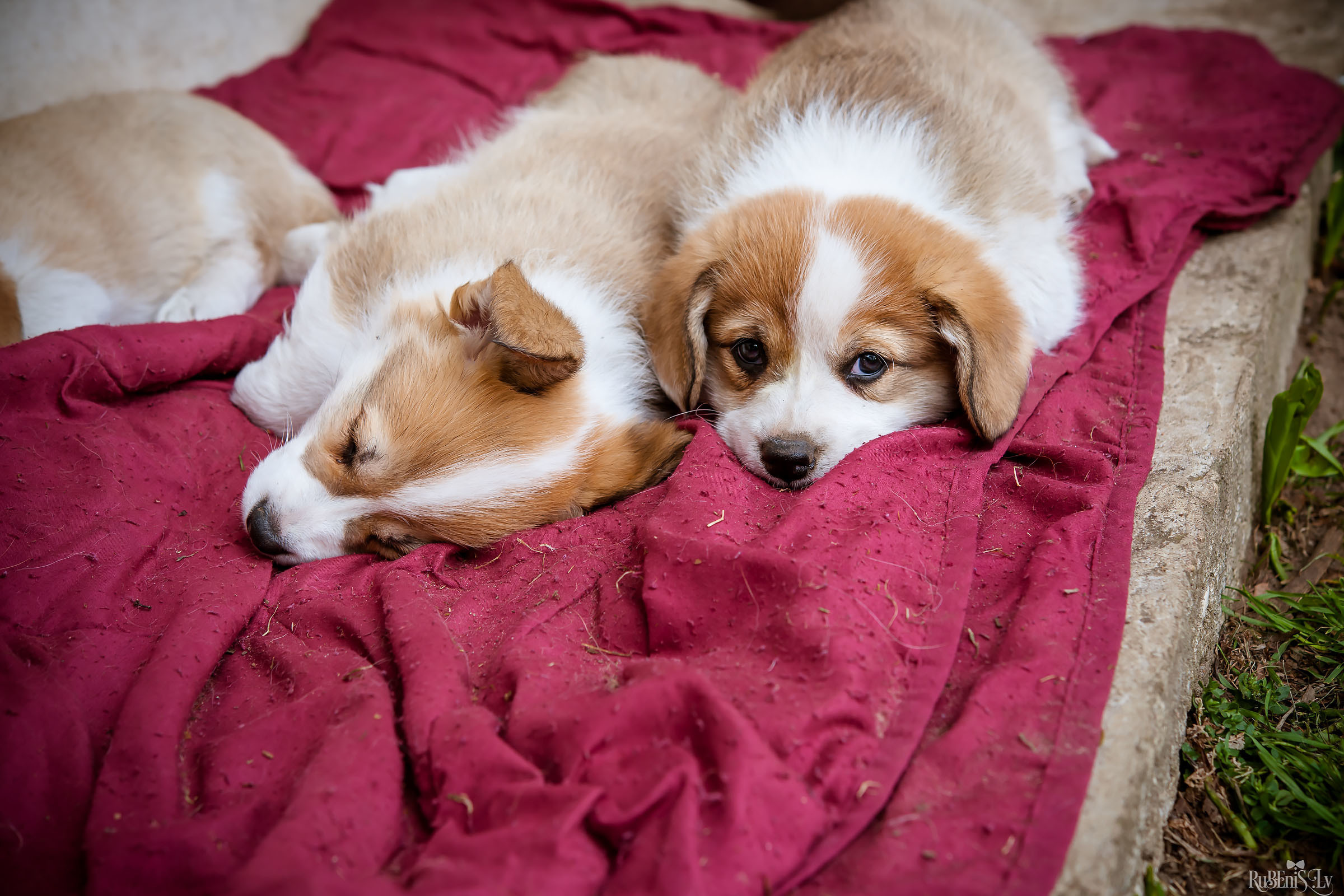 Анна и Марта / Корги и Гриффоны. Фотограф Ромуальд Рубенис и Артемий Сташанс