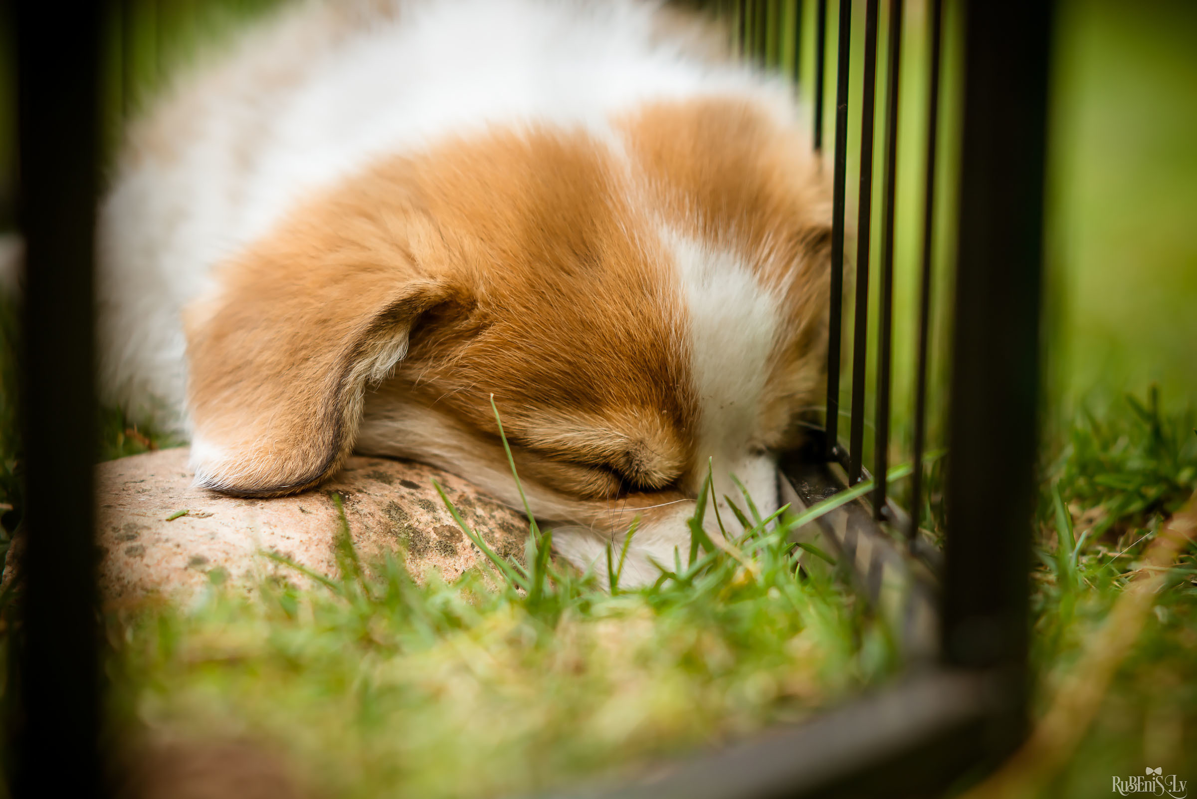 Анна и Марта / Корги и Гриффоны. Фотограф Ромуальд Рубенис и Артемий Сташанс