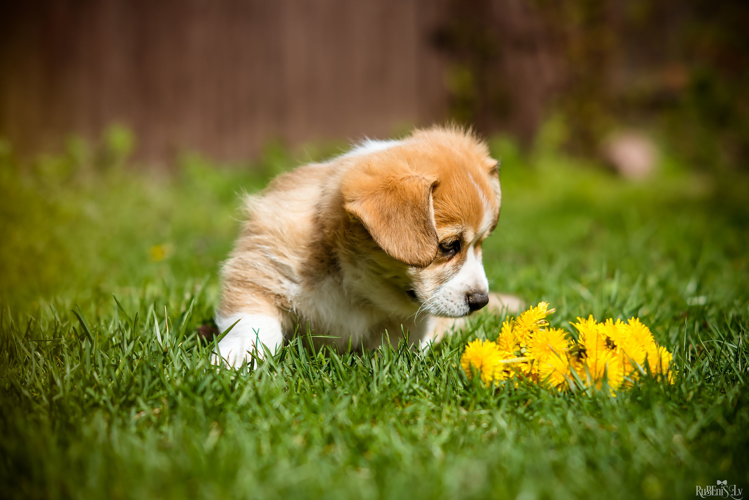 Анна и Марта / Корги и Гриффоны. Фотограф Ромуальд Рубенис и Артемий Сташанс