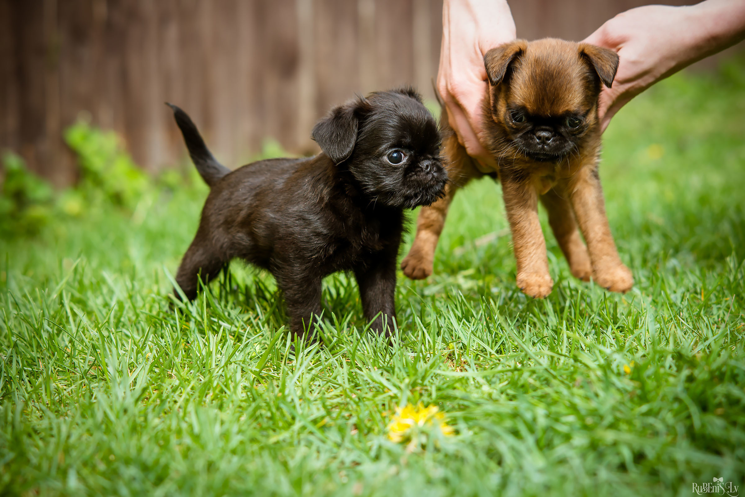 Анна и Марта / Корги и Гриффоны. Фотограф Ромуальд Рубенис и Артемий Сташанс