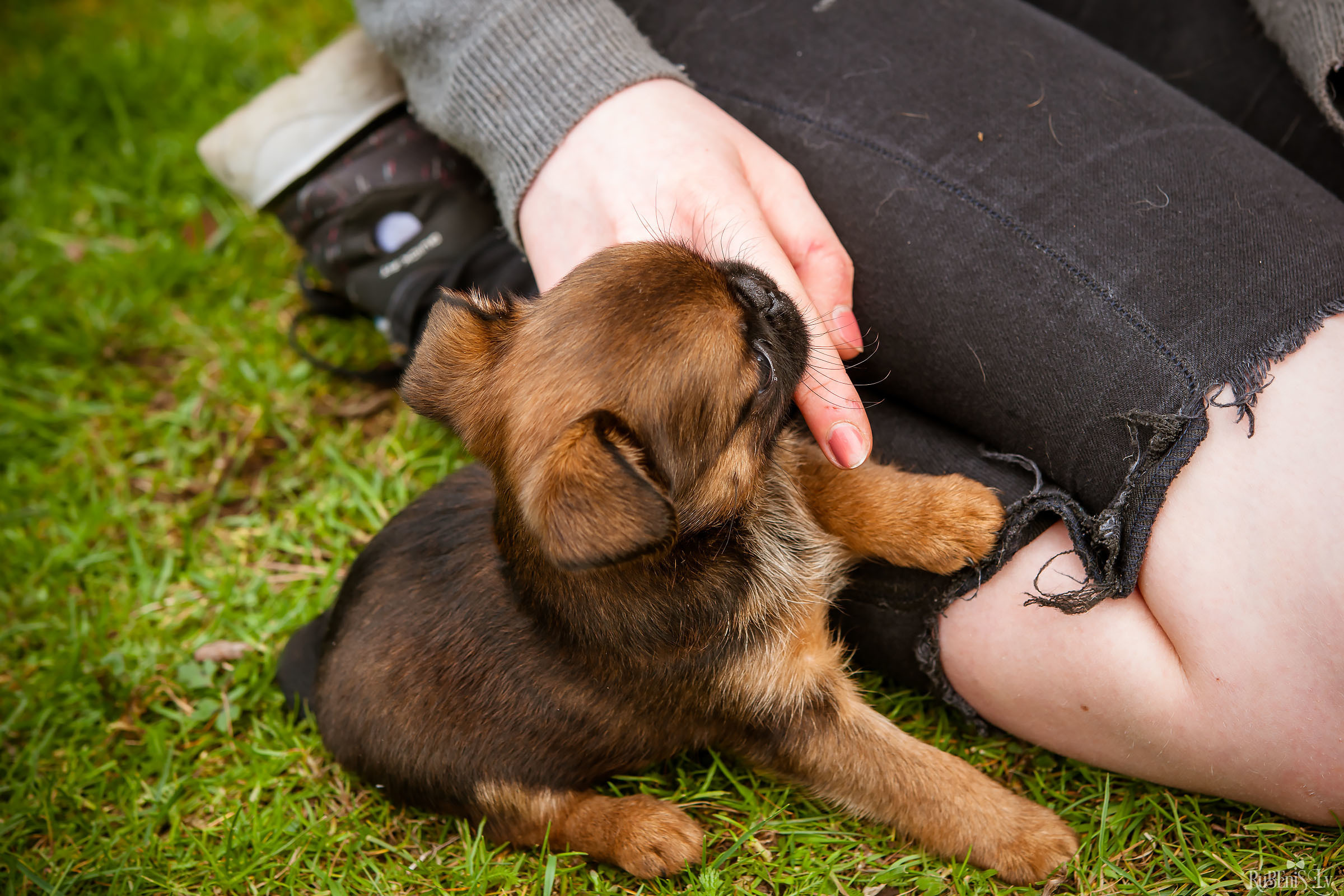 Анна и Марта / Корги и Гриффоны. Фотограф Ромуальд Рубенис и Артемий Сташанс