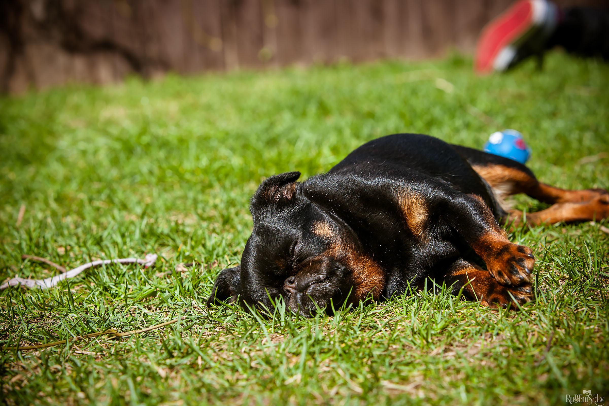 Анна и Марта / Корги и Гриффоны. Фотограф Ромуальд Рубенис и Артемий Сташанс