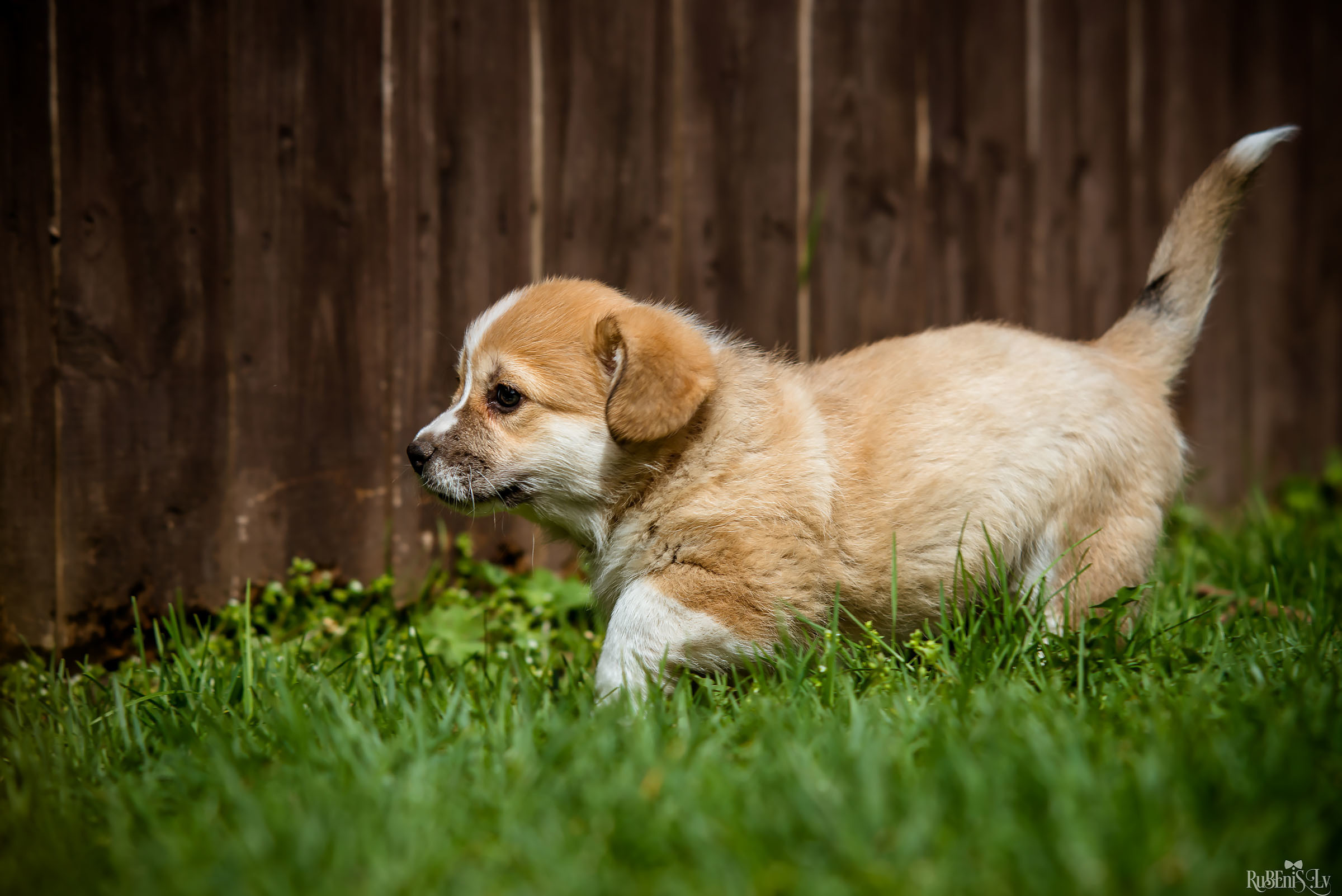 Анна и Марта / Корги и Гриффоны. Фотограф Ромуальд Рубенис и Артемий Сташанс