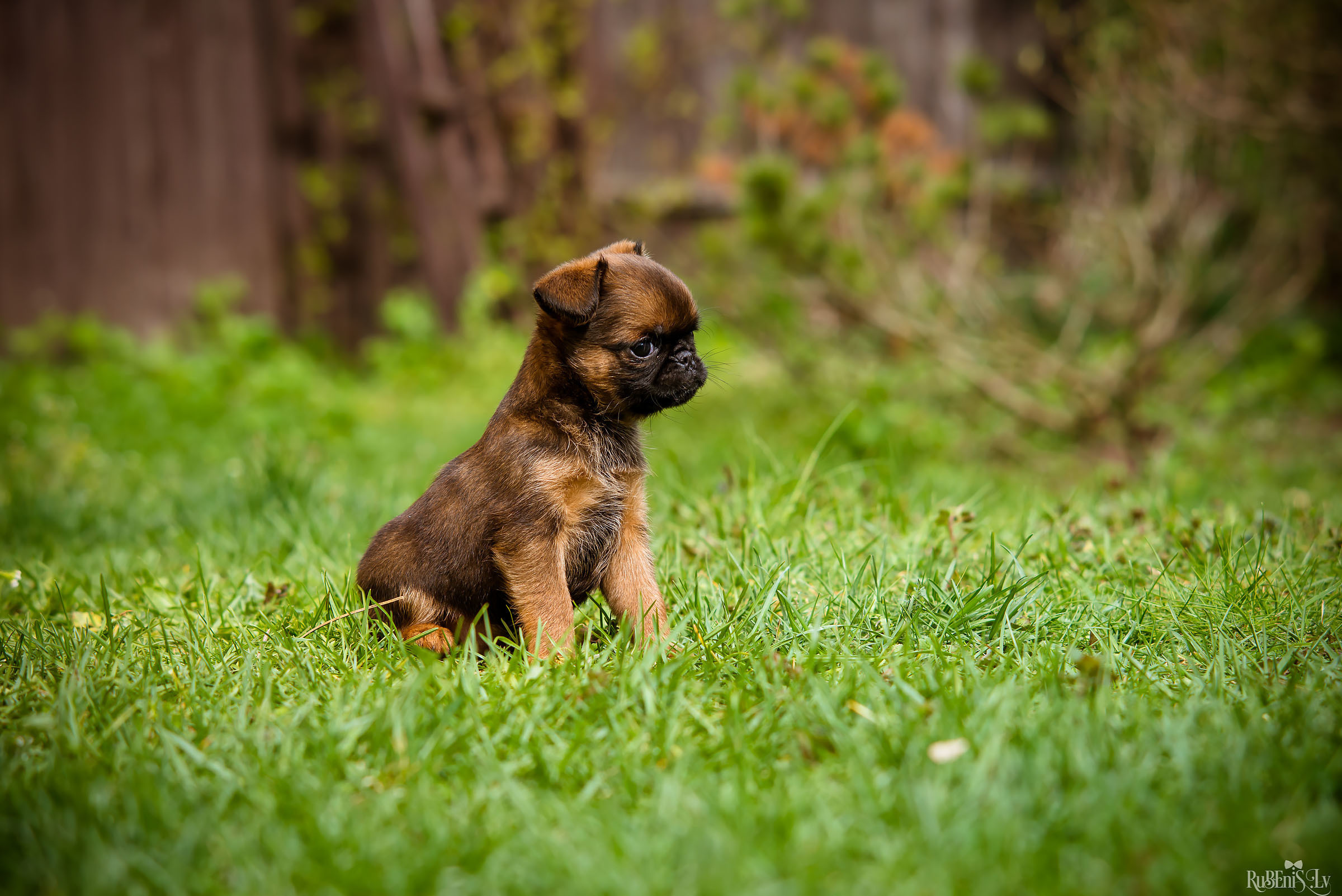 Анна и Марта / Корги и Гриффоны. Фотограф Ромуальд Рубенис и Артемий Сташанс
