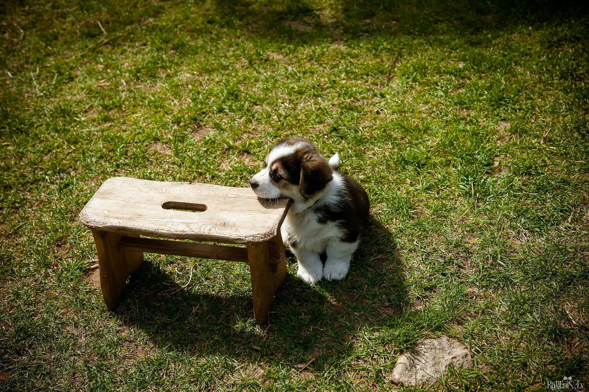 Анна и Марта / Корги и Гриффоны. Фотограф Ромуальд Рубенис и Артемий Сташанс