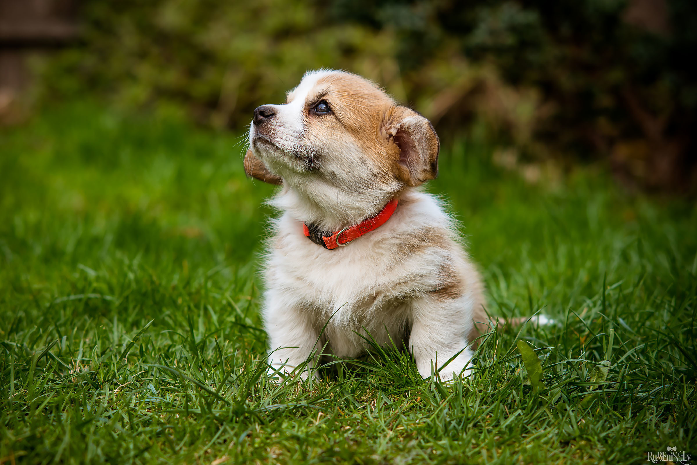 Анна и Марта / Корги и Гриффоны. Фотограф Ромуальд Рубенис и Артемий Сташанс