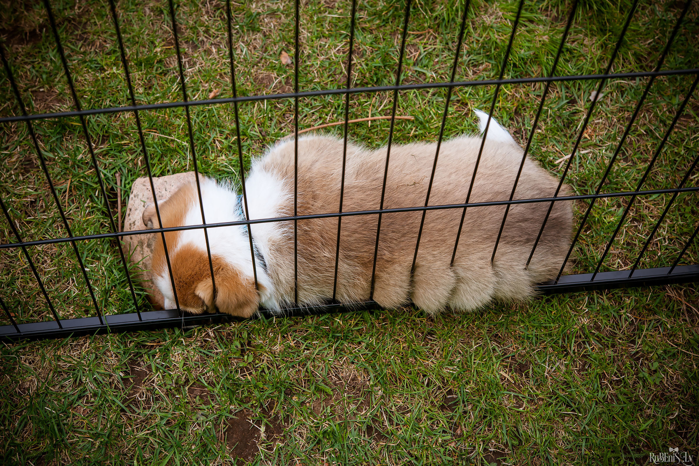 Анна и Марта / Корги и Гриффоны. Фотограф Ромуальд Рубенис и Артемий Сташанс