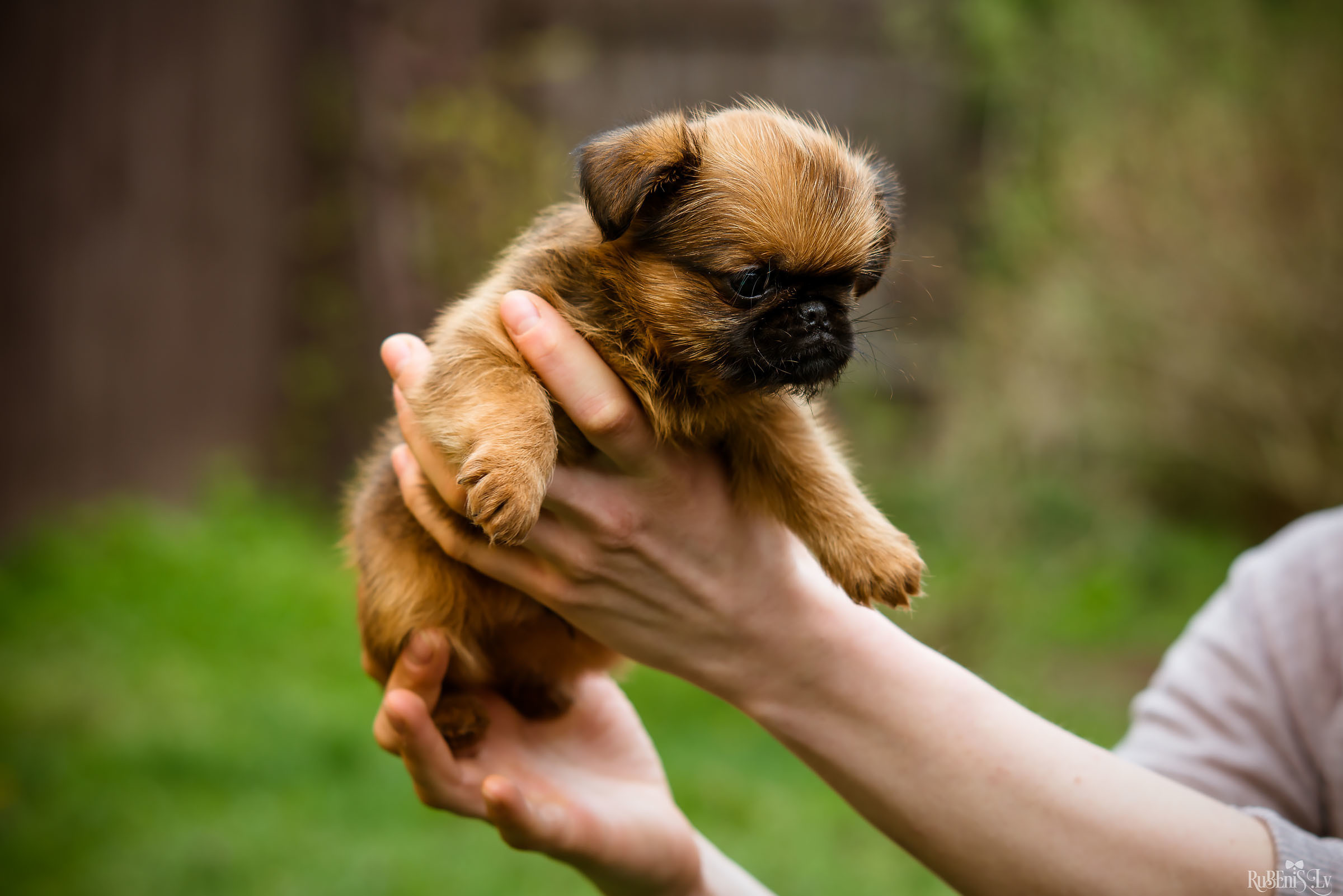 Анна и Марта / Корги и Гриффоны. Фотограф Ромуальд Рубенис и Артемий Сташанс
