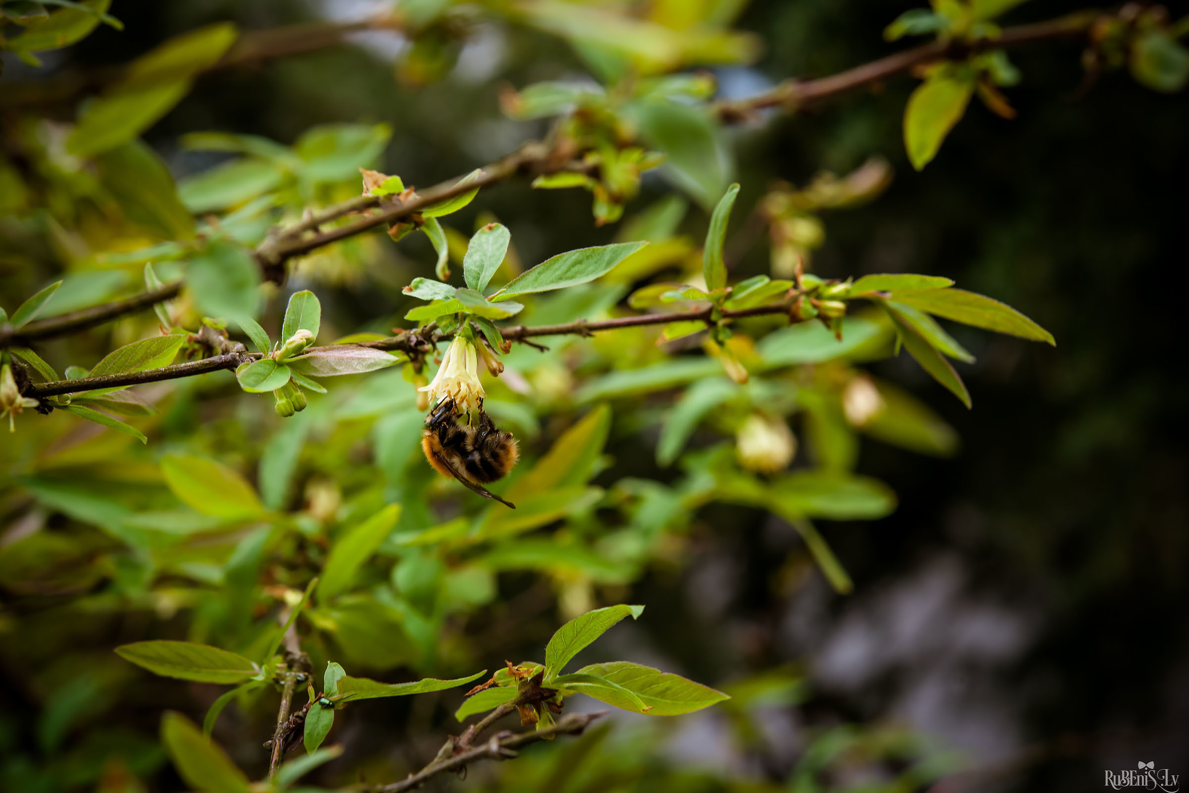 Анна и Марта / Корги и Гриффоны. Фотограф Ромуальд Рубенис и Артемий Сташанс