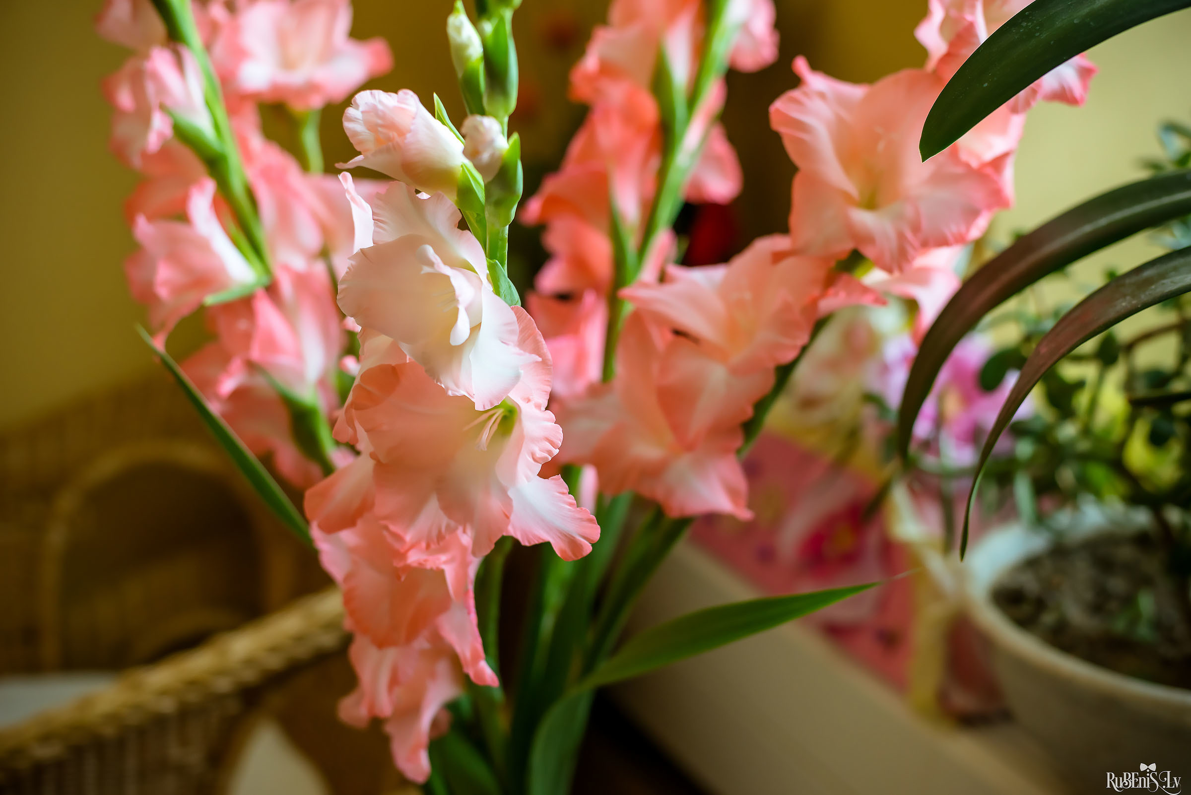 Julija un Edgars. Fotogrāfs Romualds Rubenis un Artemijs Stašāns