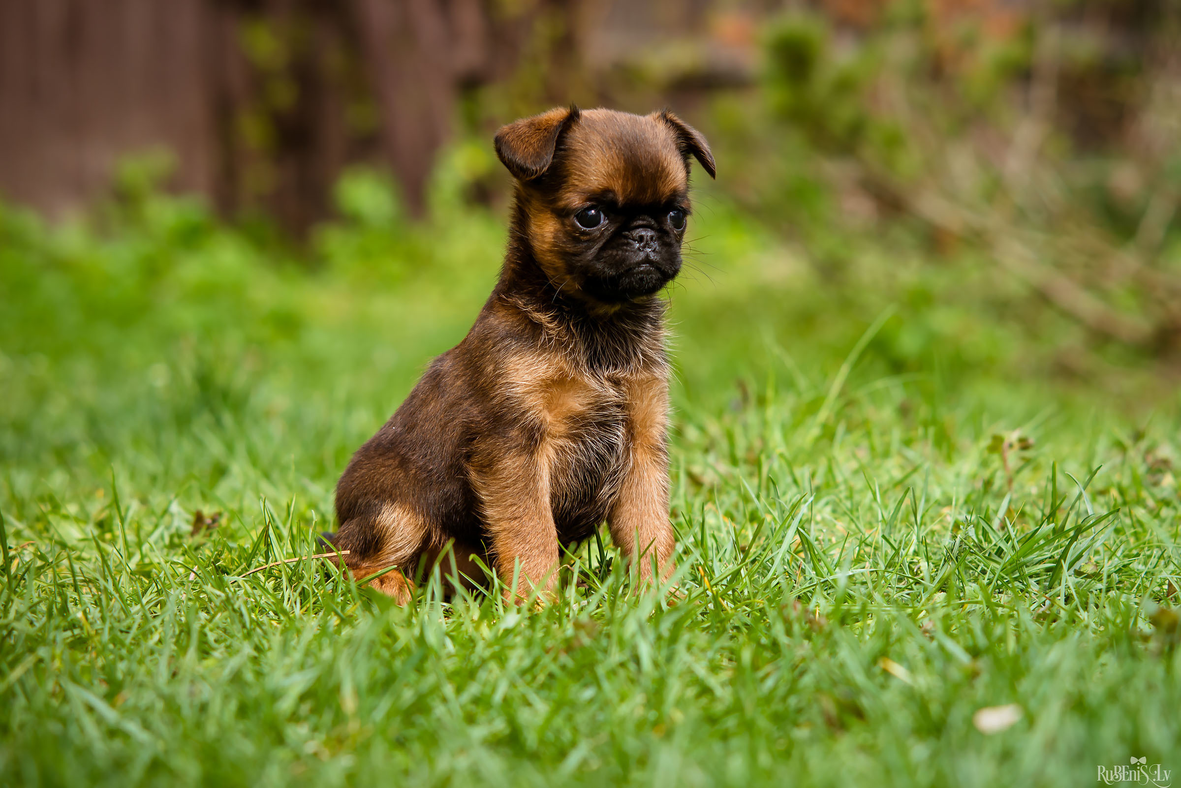 Анна и Марта / Корги и Гриффоны. Фотограф Ромуальд Рубенис и Артемий Сташанс