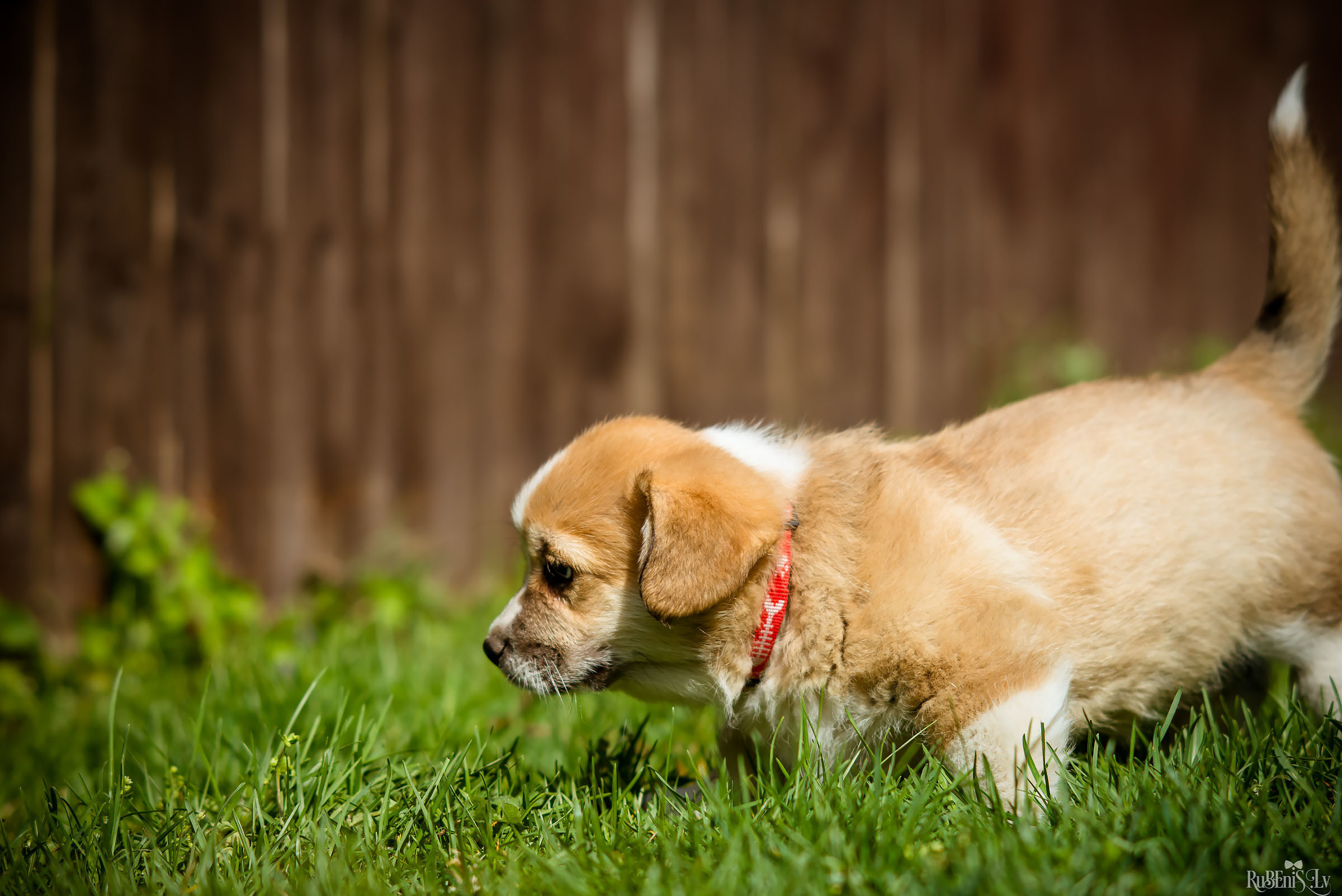 Анна и Марта / Корги и Гриффоны. Фотограф Ромуальд Рубенис и Артемий Сташанс