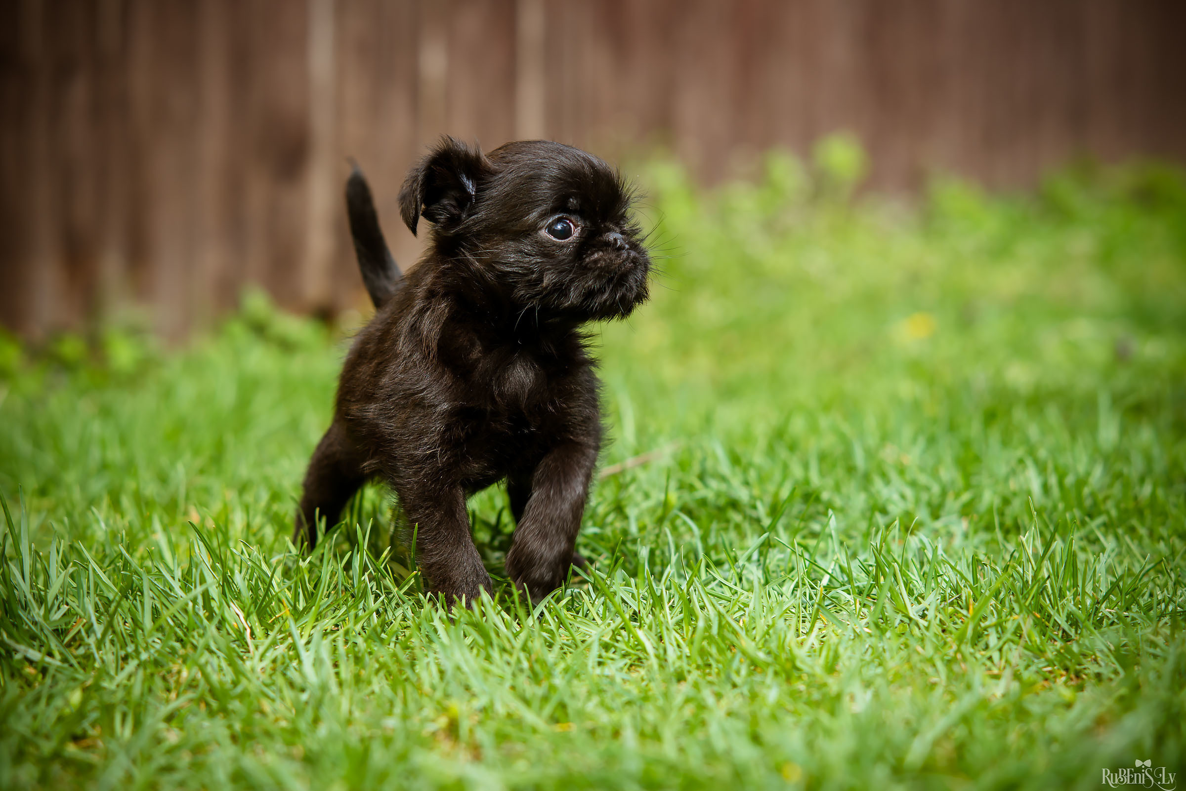 Анна и Марта / Корги и Гриффоны. Фотограф Ромуальд Рубенис и Артемий Сташанс