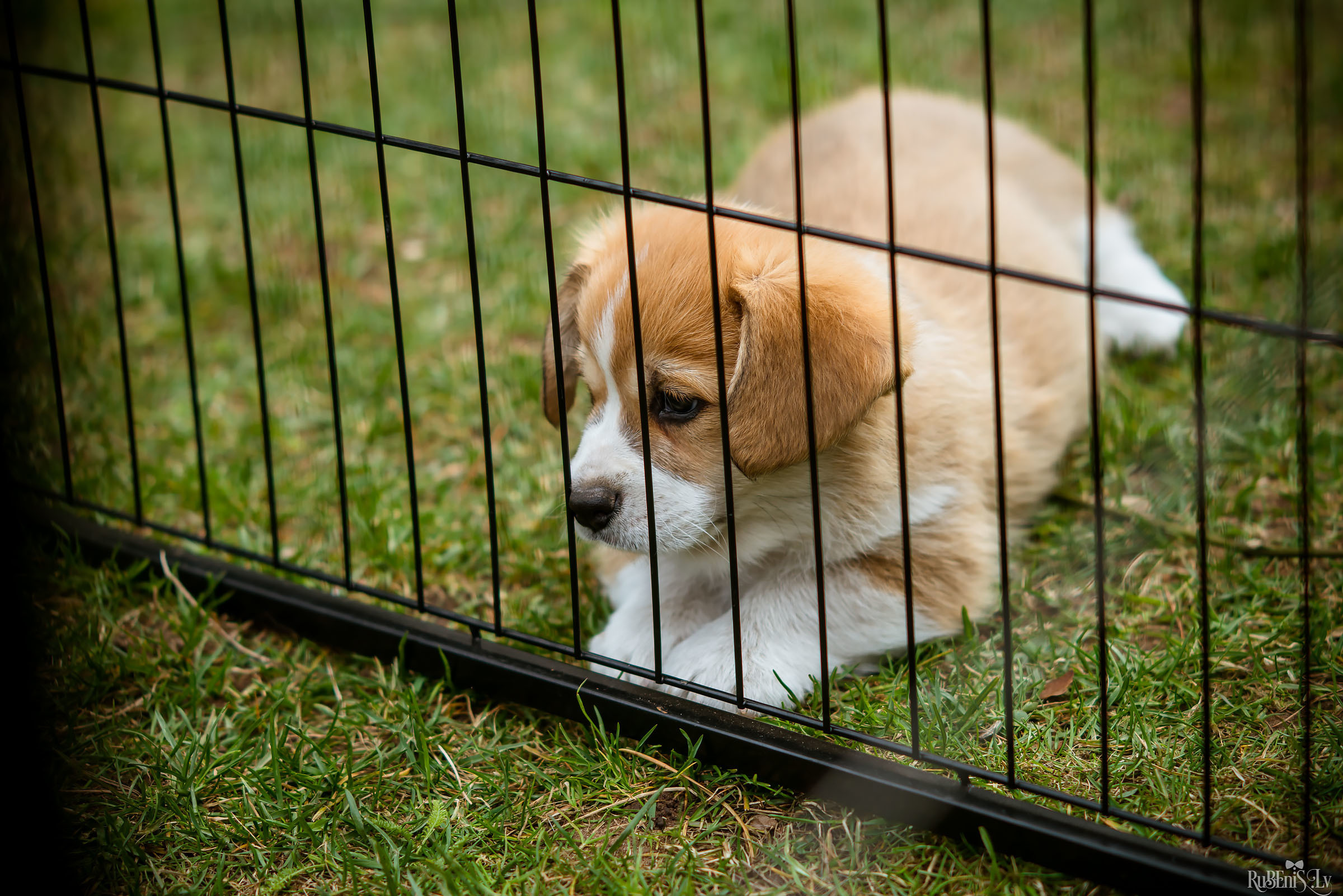 Анна и Марта / Корги и Гриффоны. Фотограф Ромуальд Рубенис и Артемий Сташанс