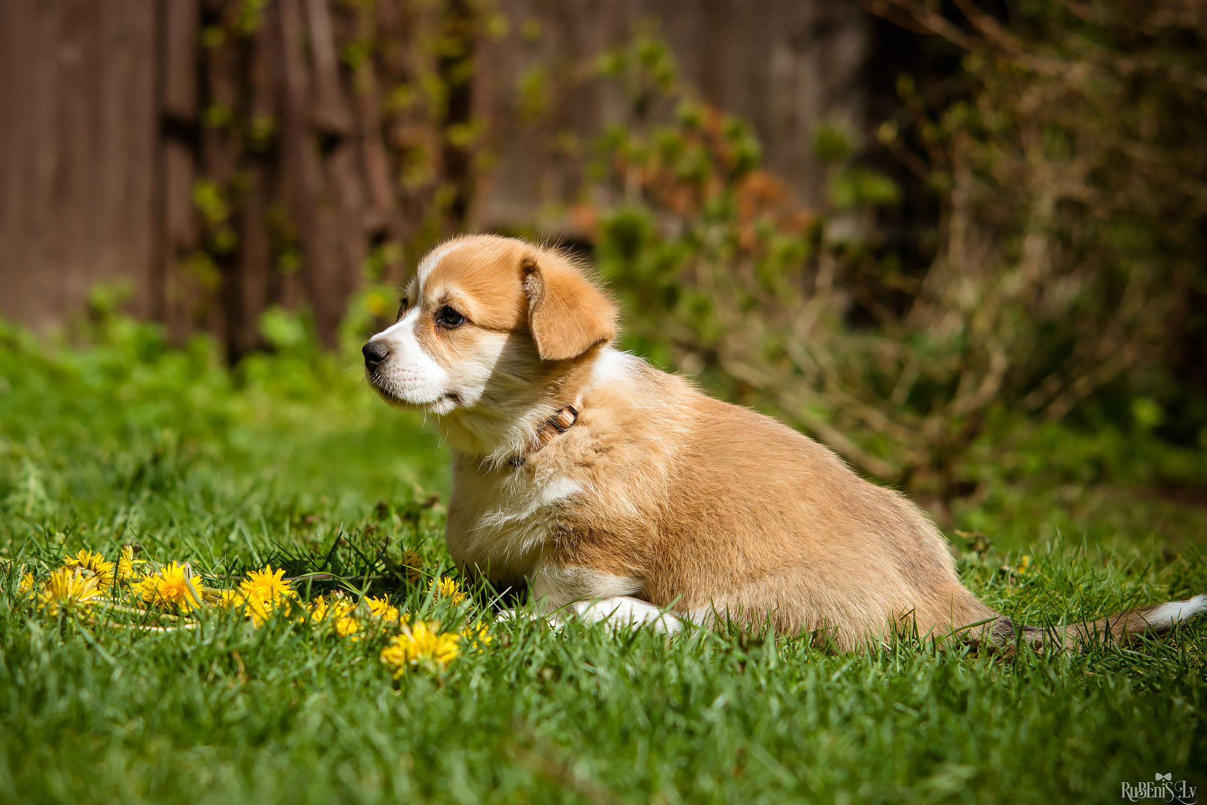 Анна и Марта / Корги и Гриффоны. Фотограф Ромуальд Рубенис и Артемий Сташанс
