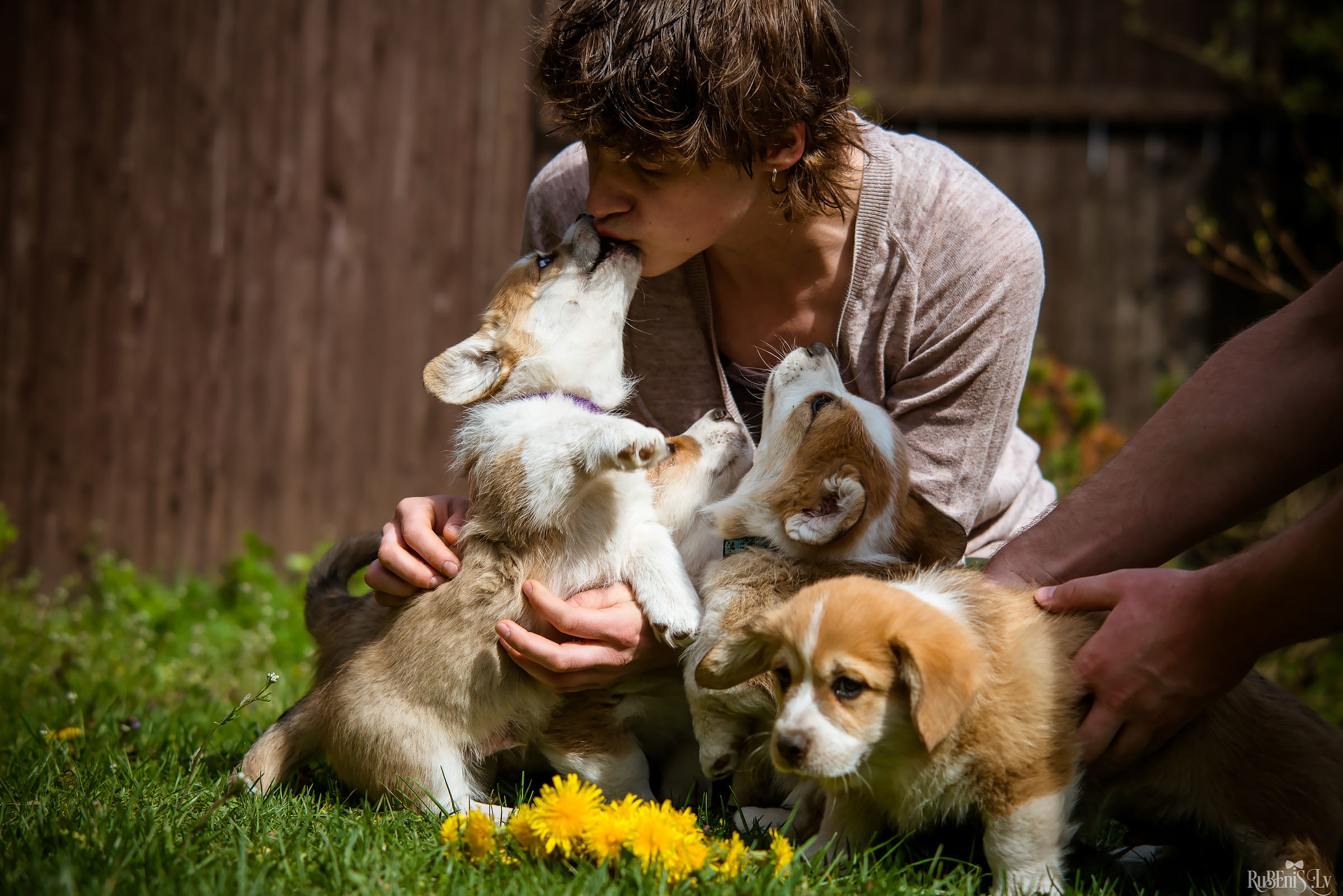 Анна и Марта / Корги и Гриффоны. Фотограф Ромуальд Рубенис и Артемий Сташанс