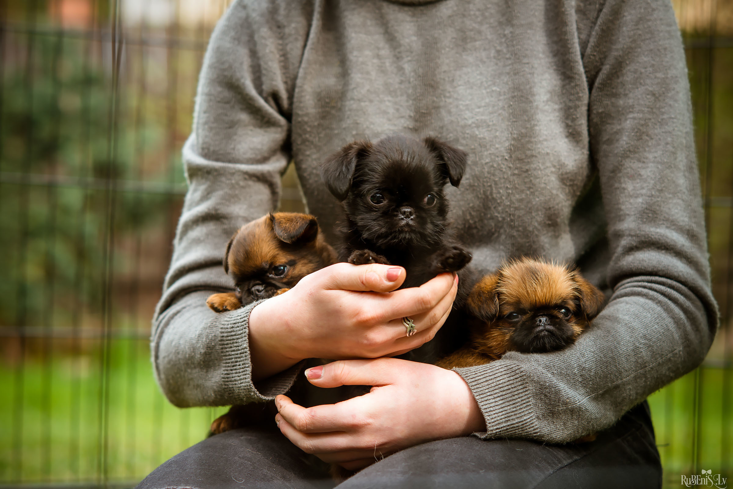 Анна и Марта / Корги и Гриффоны. Фотограф Ромуальд Рубенис и Артемий Сташанс