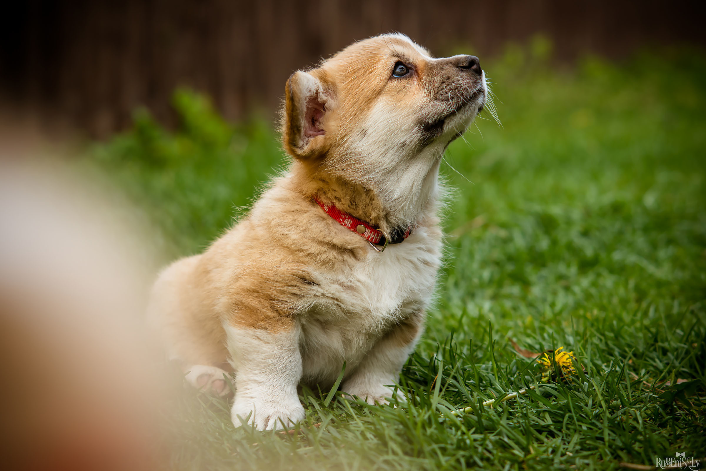 Анна и Марта / Корги и Гриффоны. Фотограф Ромуальд Рубенис и Артемий Сташанс