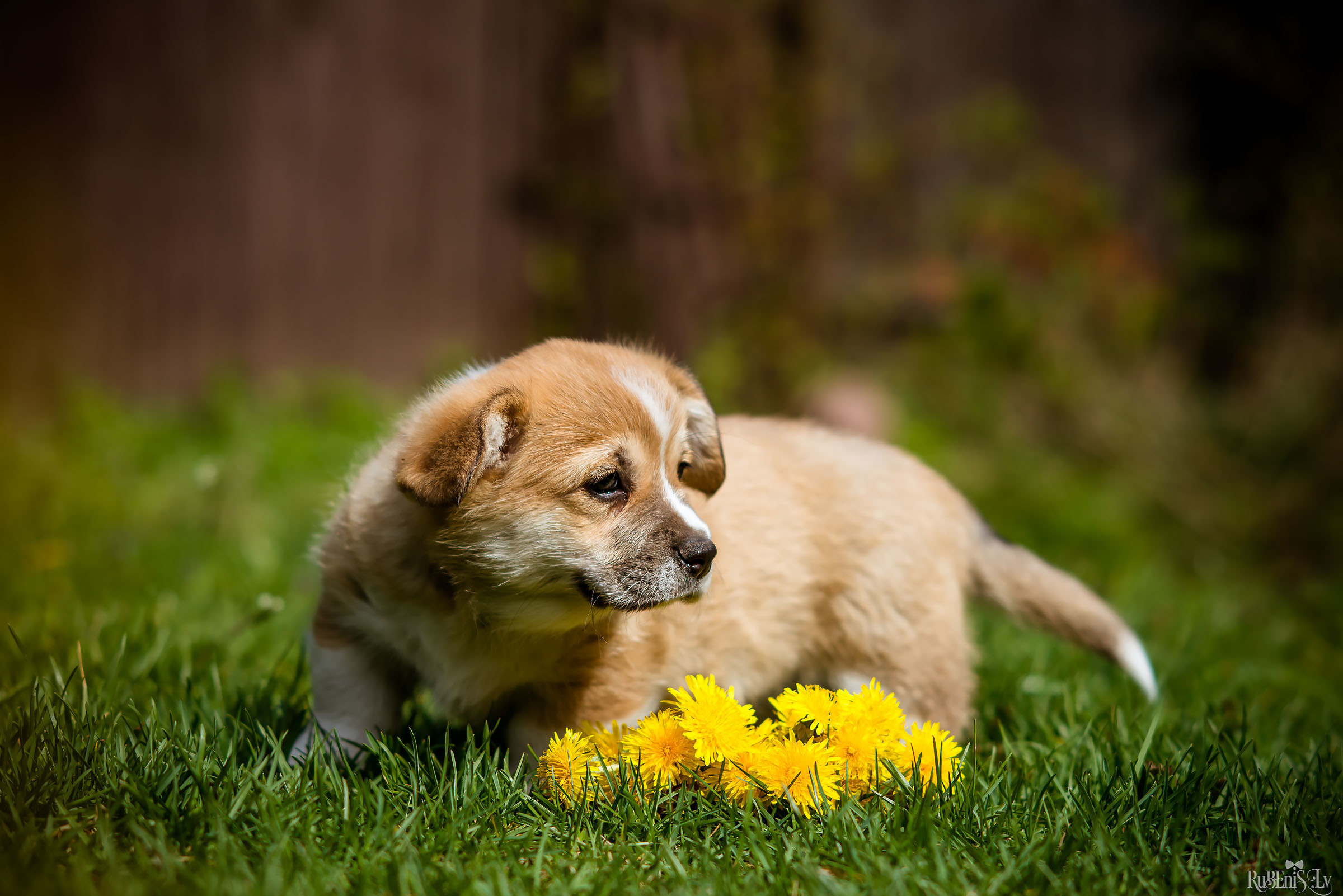 Анна и Марта / Корги и Гриффоны. Фотограф Ромуальд Рубенис и Артемий Сташанс