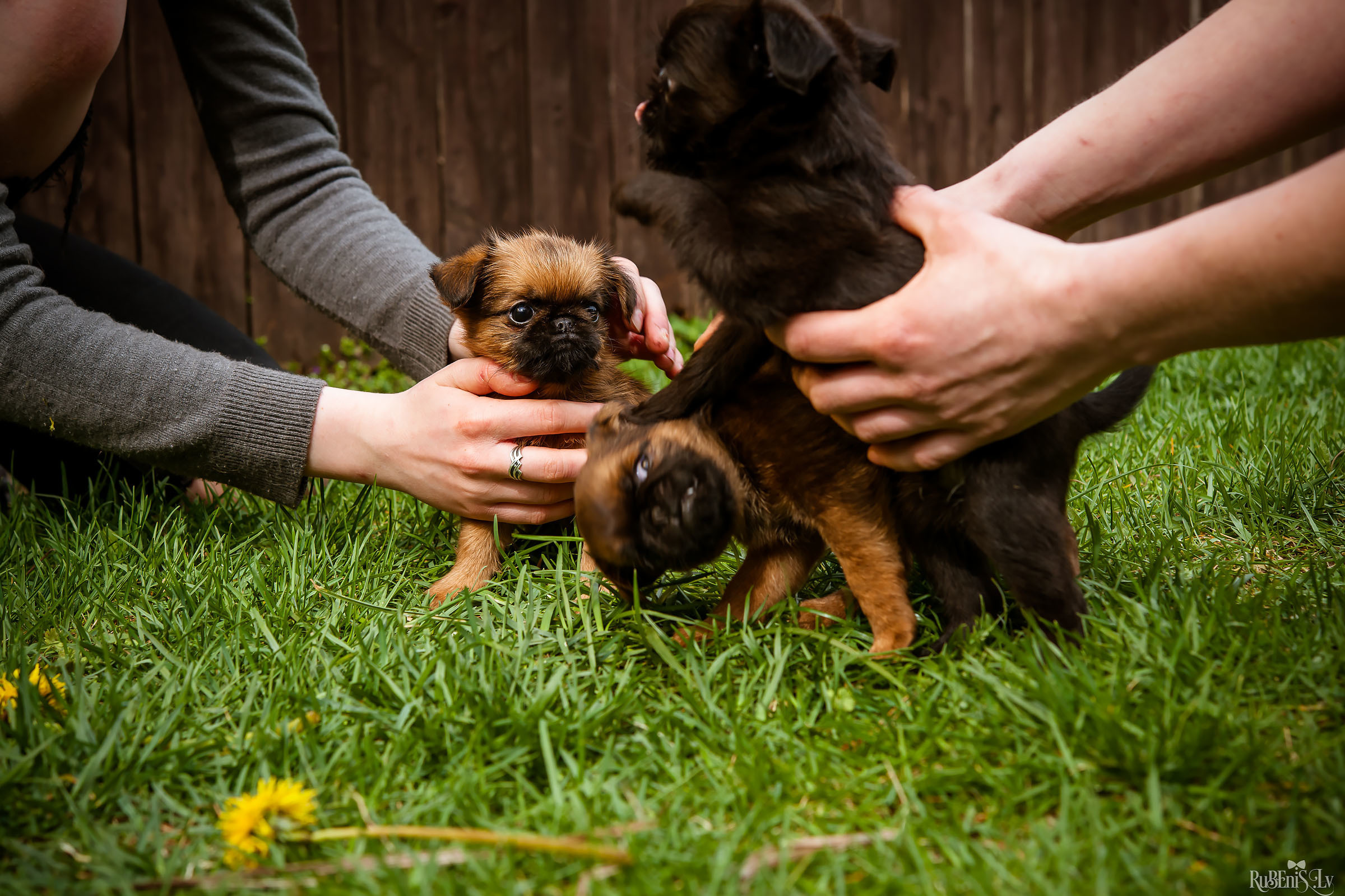 Анна и Марта / Корги и Гриффоны. Фотограф Ромуальд Рубенис и Артемий Сташанс