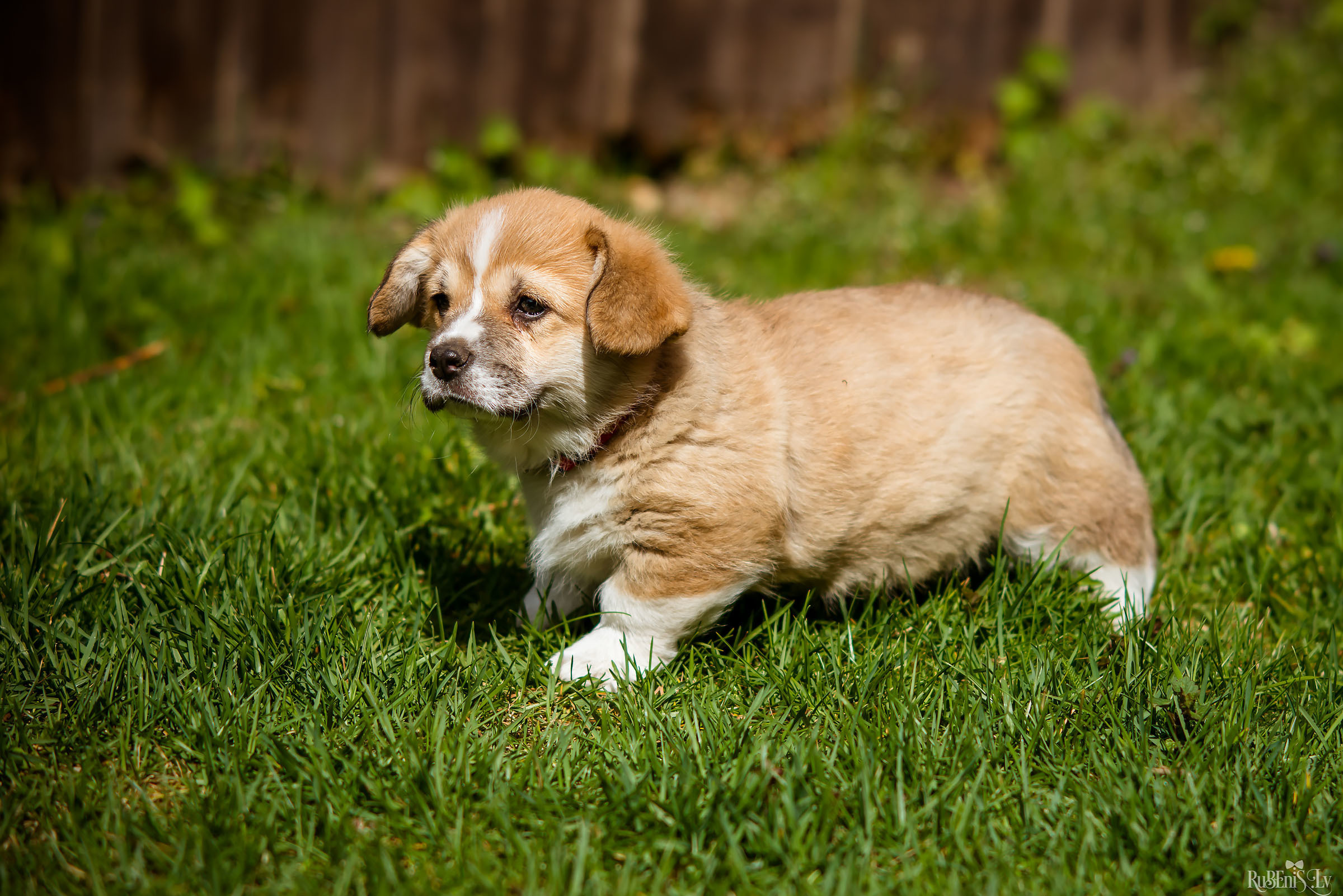 Анна и Марта / Корги и Гриффоны. Фотограф Ромуальд Рубенис и Артемий Сташанс