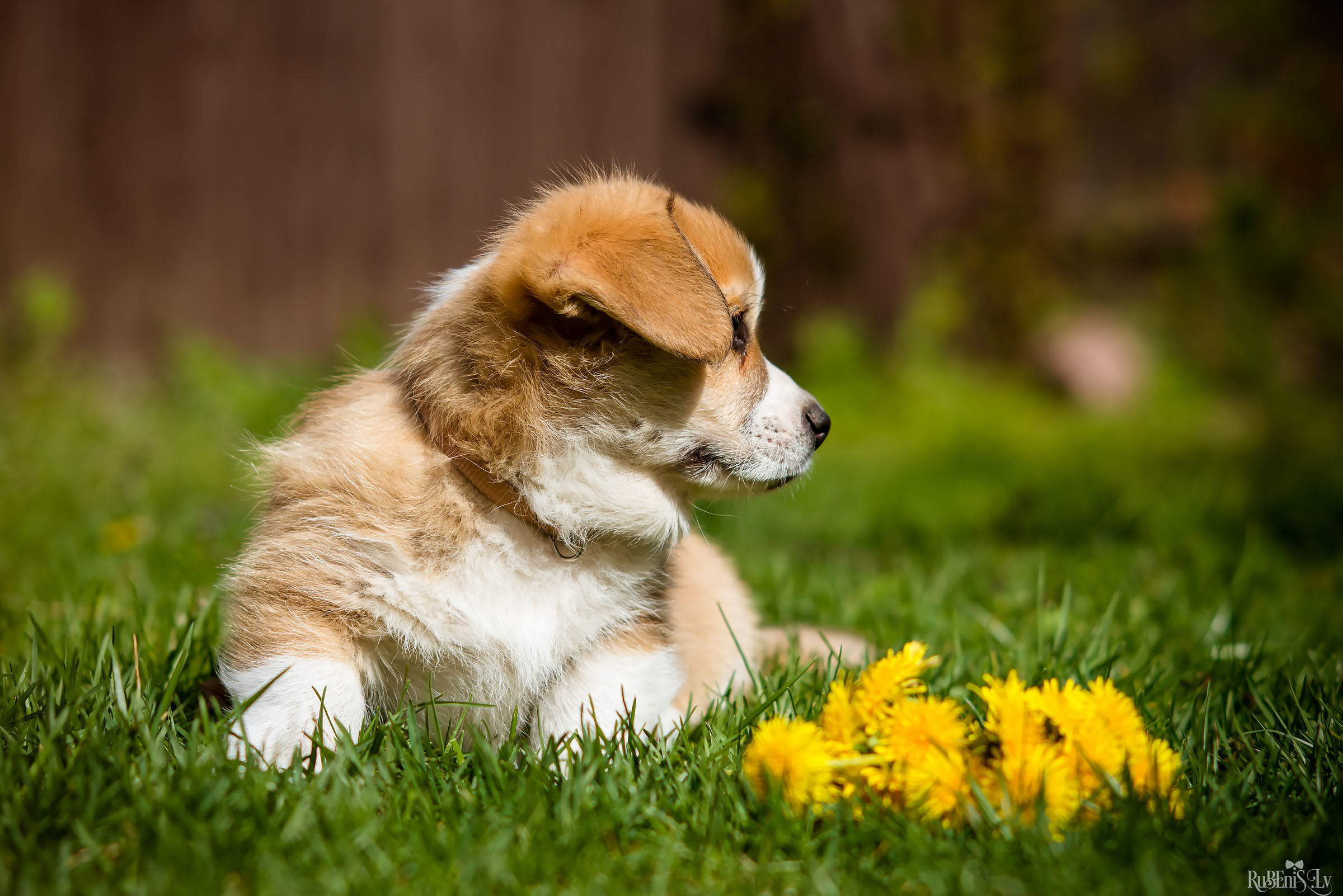 Анна и Марта / Корги и Гриффоны. Фотограф Ромуальд Рубенис и Артемий Сташанс