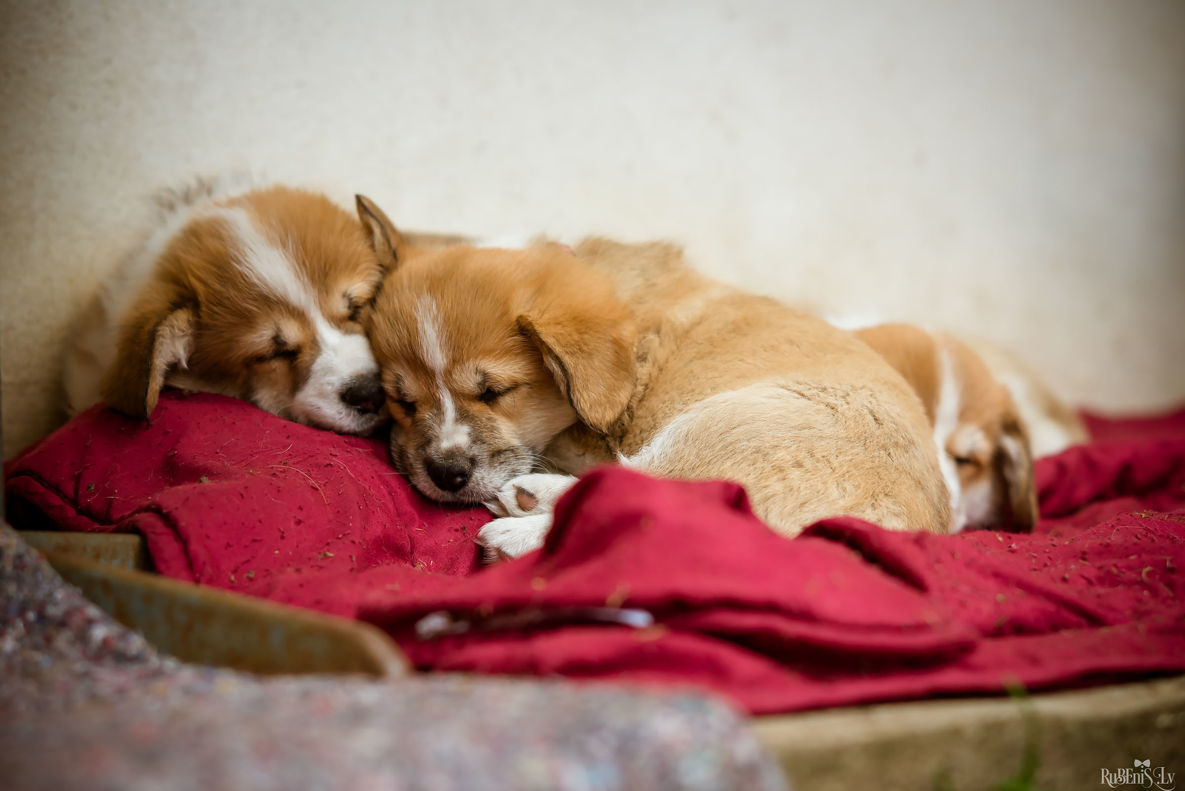 Анна и Марта / Корги и Гриффоны. Фотограф Ромуальд Рубенис и Артемий Сташанс