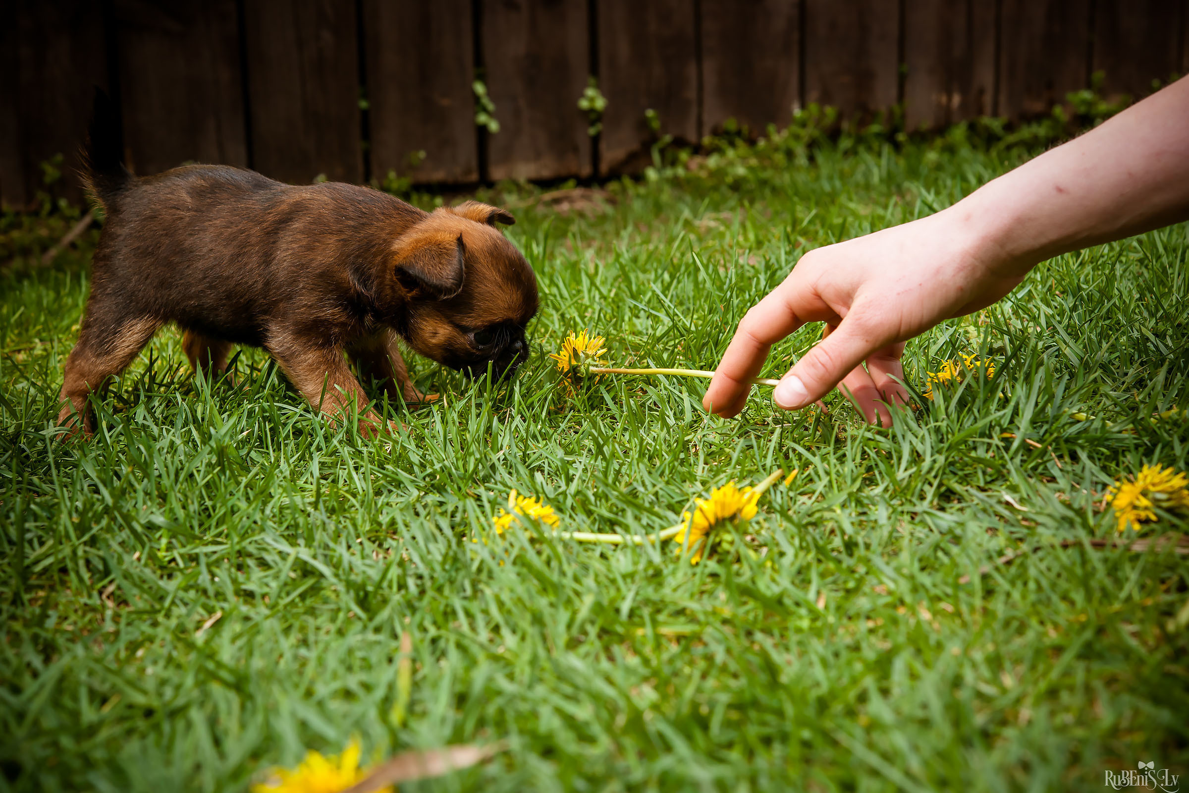 Анна и Марта / Корги и Гриффоны. Фотограф Ромуальд Рубенис и Артемий Сташанс