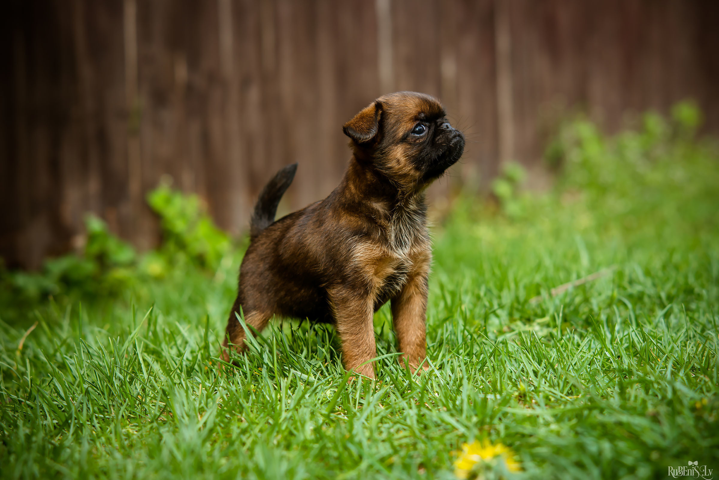 Анна и Марта / Корги и Гриффоны. Фотограф Ромуальд Рубенис и Артемий Сташанс