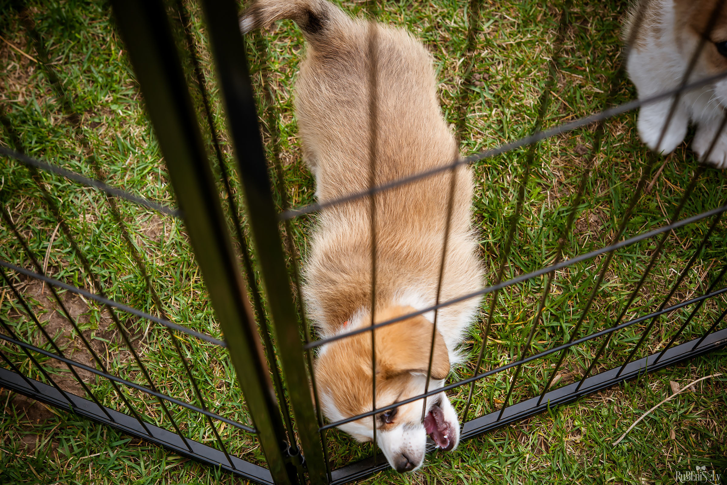 Анна и Марта / Корги и Гриффоны. Фотограф Ромуальд Рубенис и Артемий Сташанс