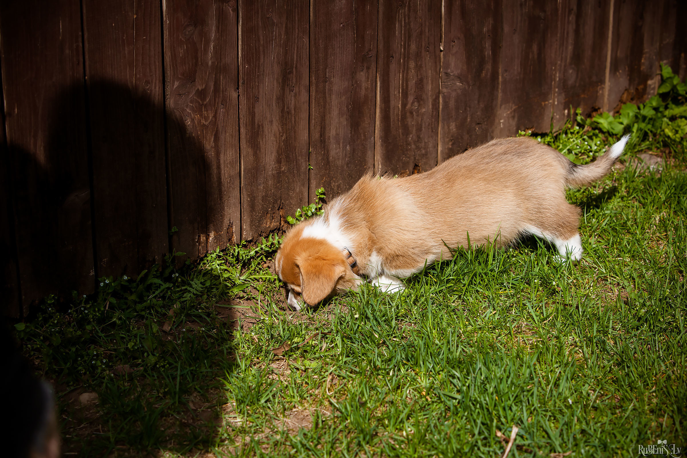 Анна и Марта / Корги и Гриффоны. Фотограф Ромуальд Рубенис и Артемий Сташанс