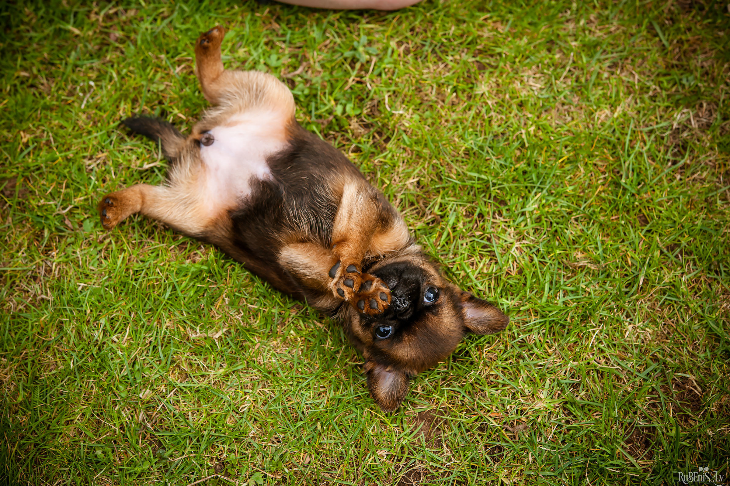 Анна и Марта / Корги и Гриффоны. Фотограф Ромуальд Рубенис и Артемий Сташанс