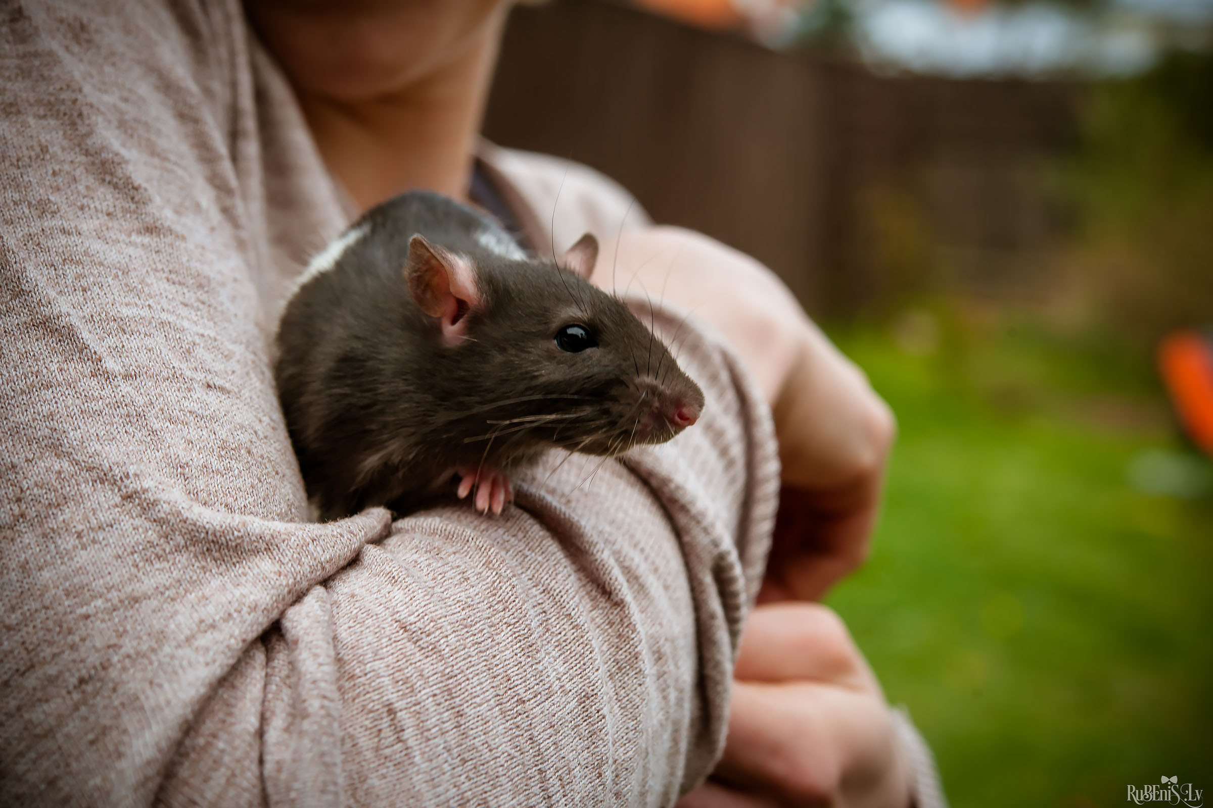 Анна и Марта / Корги и Гриффоны. Фотограф Ромуальд Рубенис и Артемий Сташанс