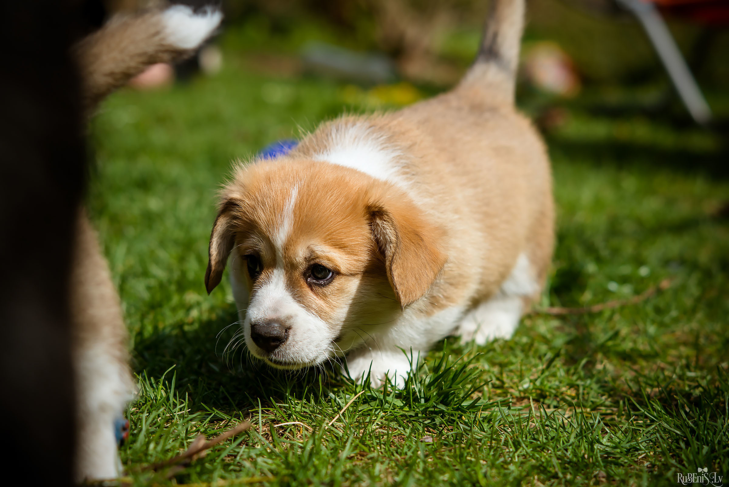 Анна и Марта / Корги и Гриффоны. Фотограф Ромуальд Рубенис и Артемий Сташанс