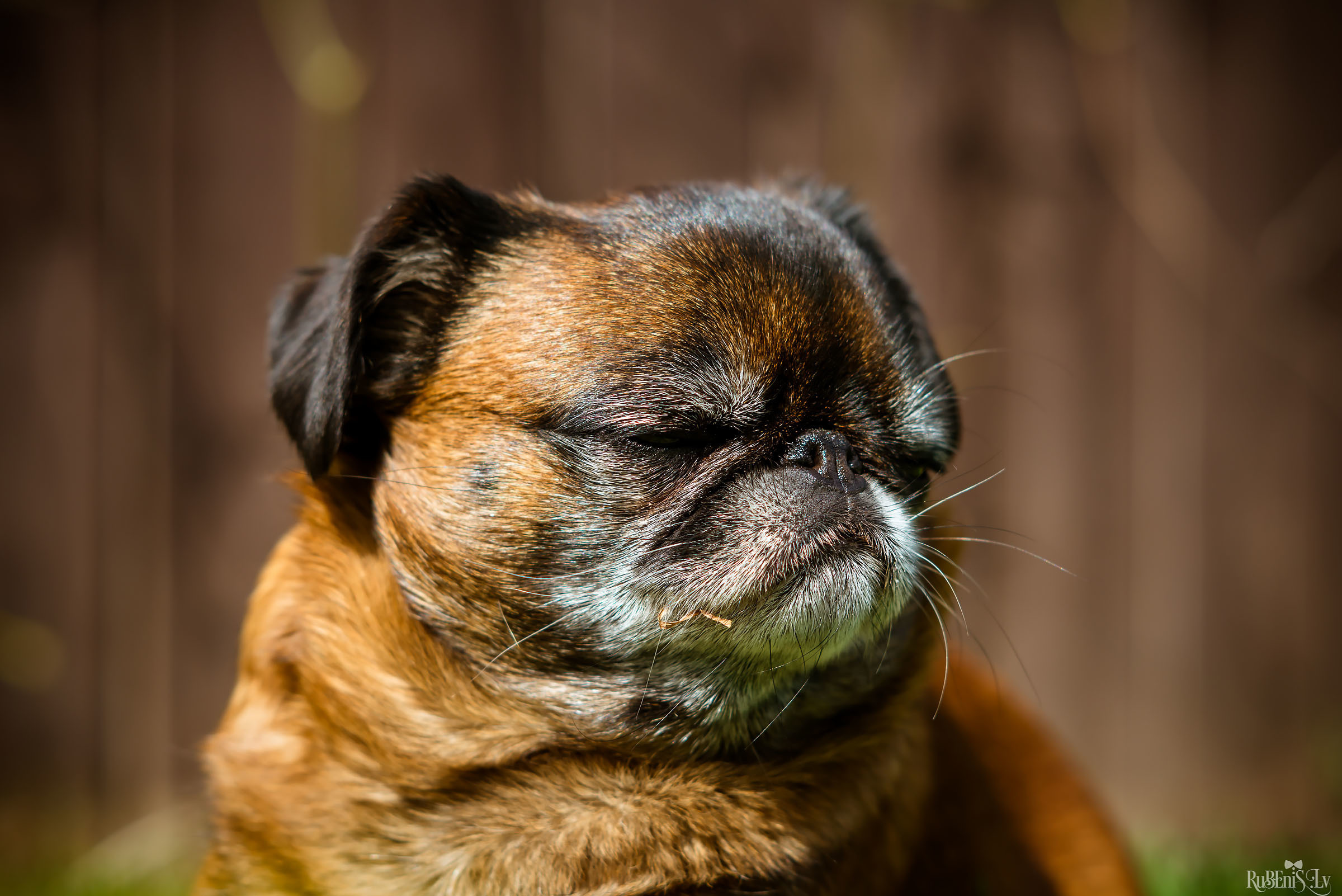 Анна и Марта / Корги и Гриффоны. Фотограф Ромуальд Рубенис и Артемий Сташанс