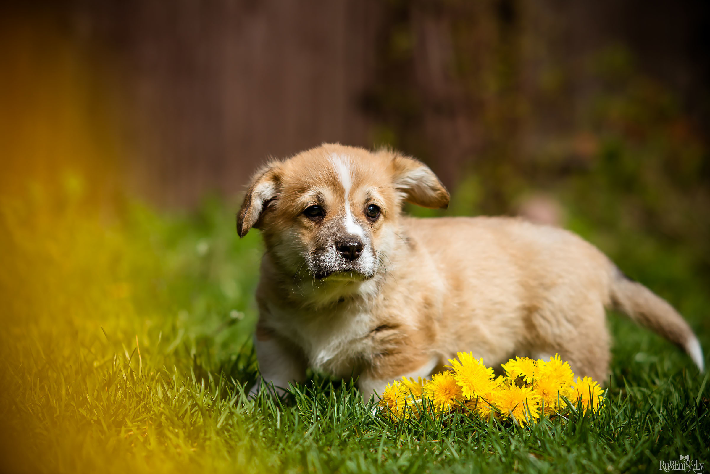 Анна и Марта / Корги и Гриффоны. Фотограф Ромуальд Рубенис и Артемий Сташанс