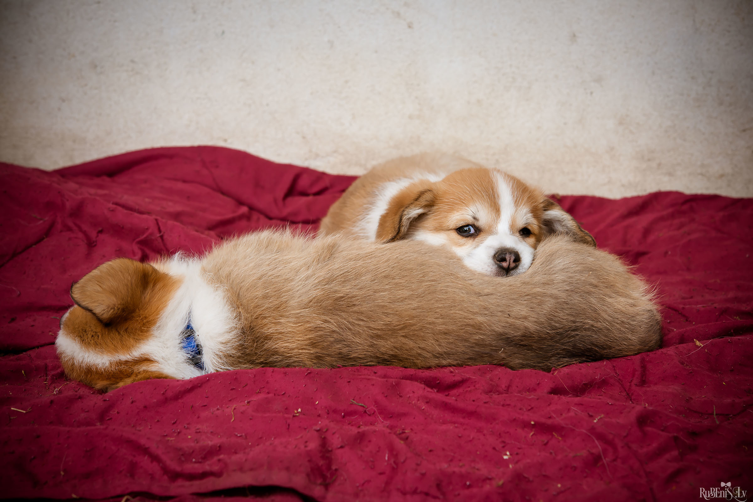 Анна и Марта / Корги и Гриффоны. Фотограф Ромуальд Рубенис и Артемий Сташанс