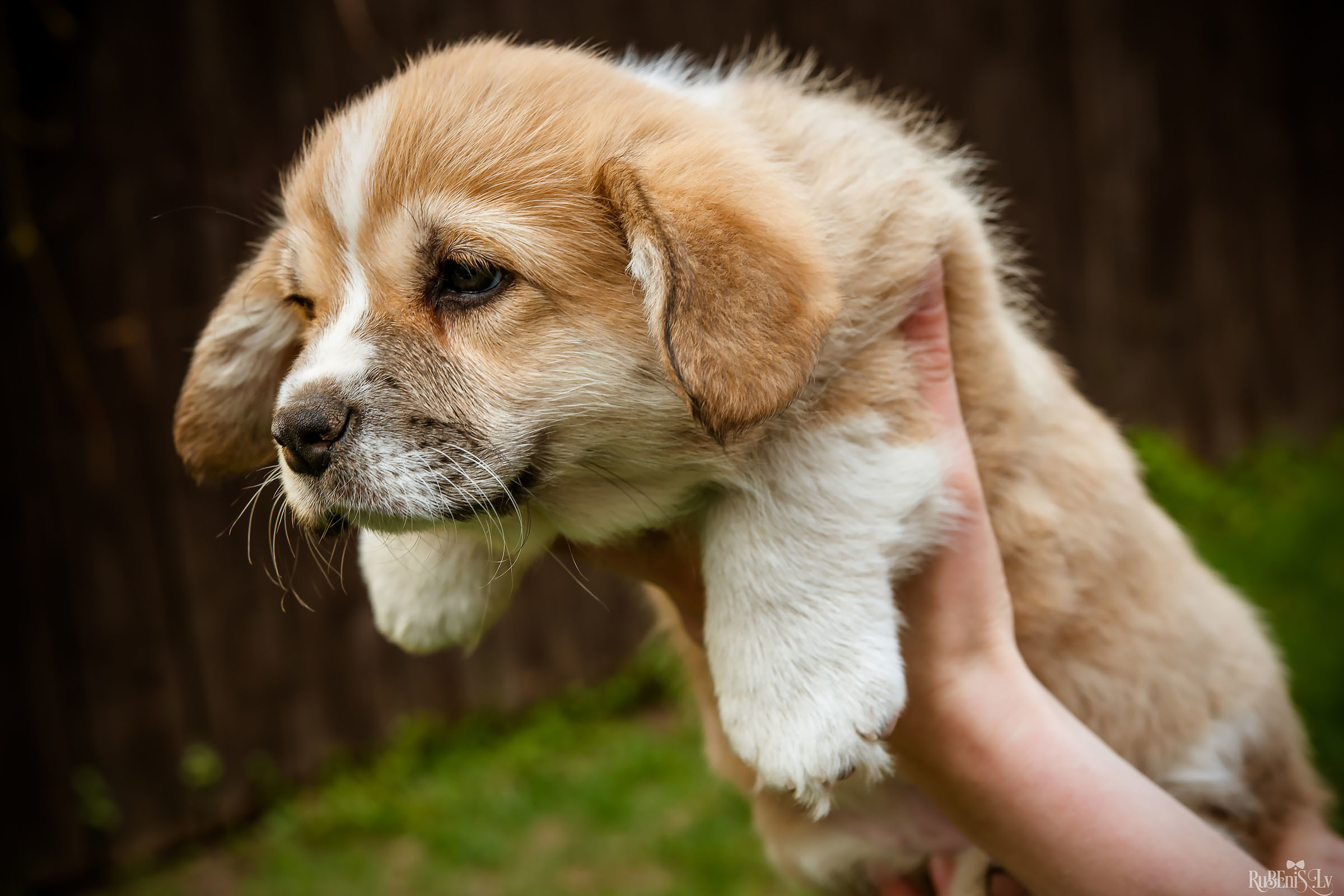 Анна и Марта / Корги и Гриффоны. Фотограф Ромуальд Рубенис и Артемий Сташанс