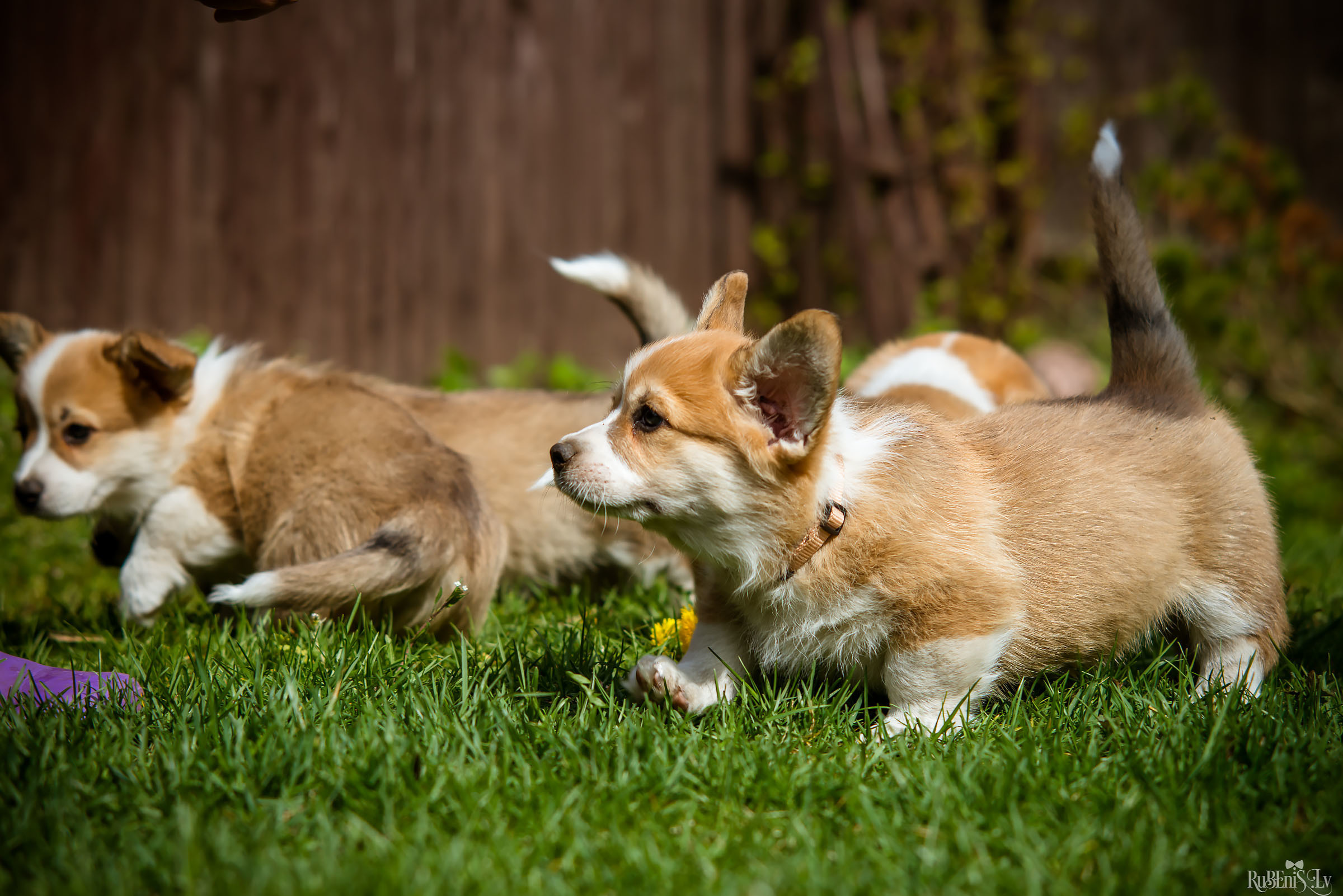 Анна и Марта / Корги и Гриффоны. Фотограф Ромуальд Рубенис и Артемий Сташанс