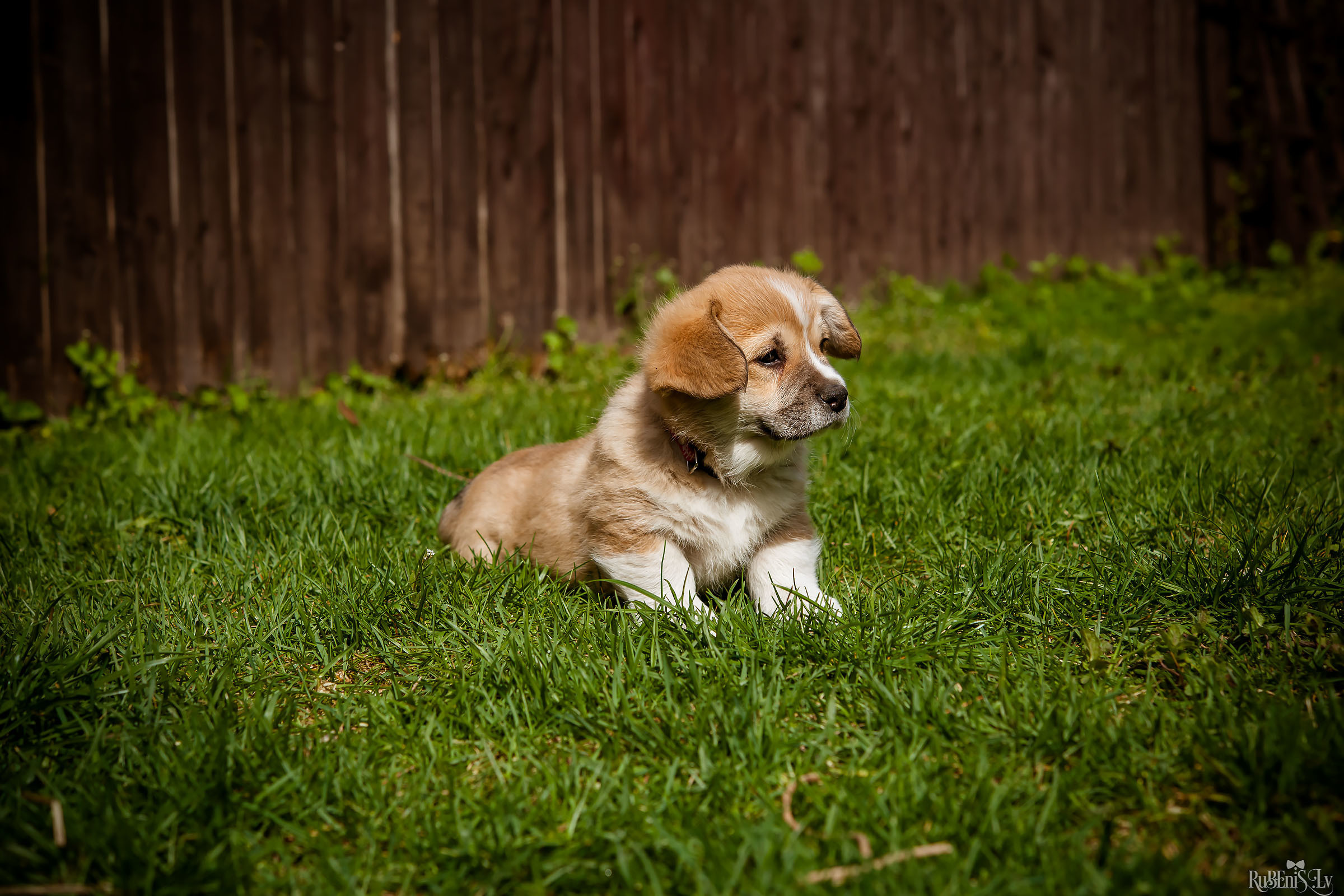 Анна и Марта / Корги и Гриффоны. Фотограф Ромуальд Рубенис и Артемий Сташанс