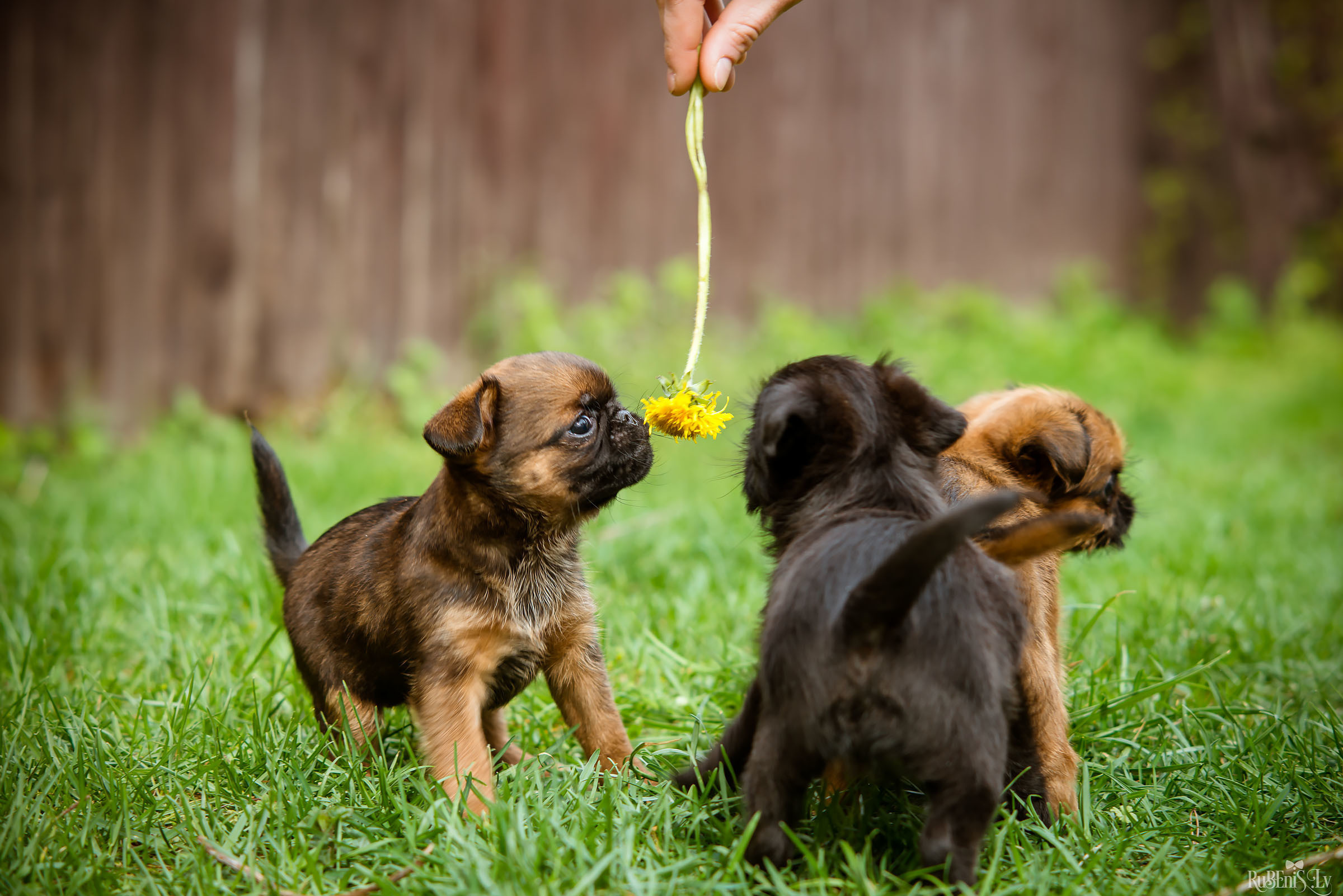 Анна и Марта / Корги и Гриффоны. Фотограф Ромуальд Рубенис и Артемий Сташанс